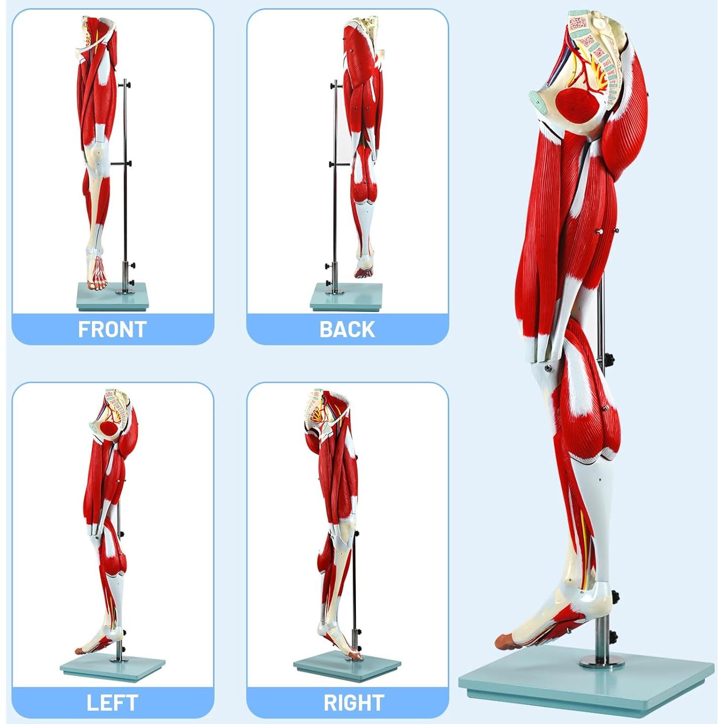 Modelo de Anatomía de Músculos de Pierna JNMFTD 114 cm 14 Partes