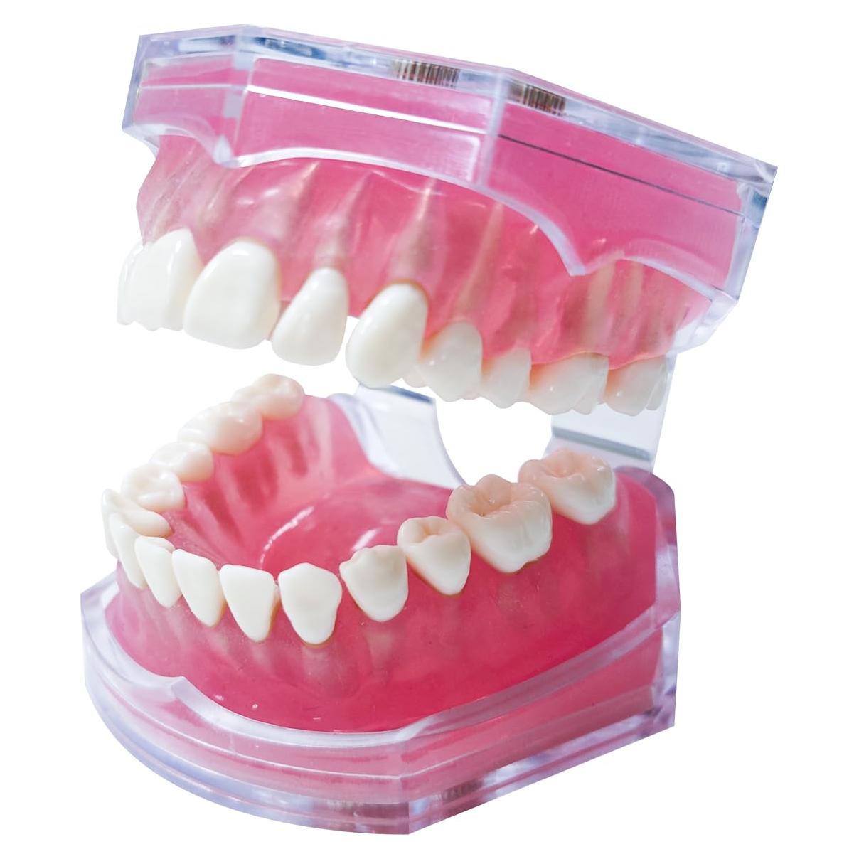 Modelo Dental Witbee con Dientes Removibles y Carcasa Transparente