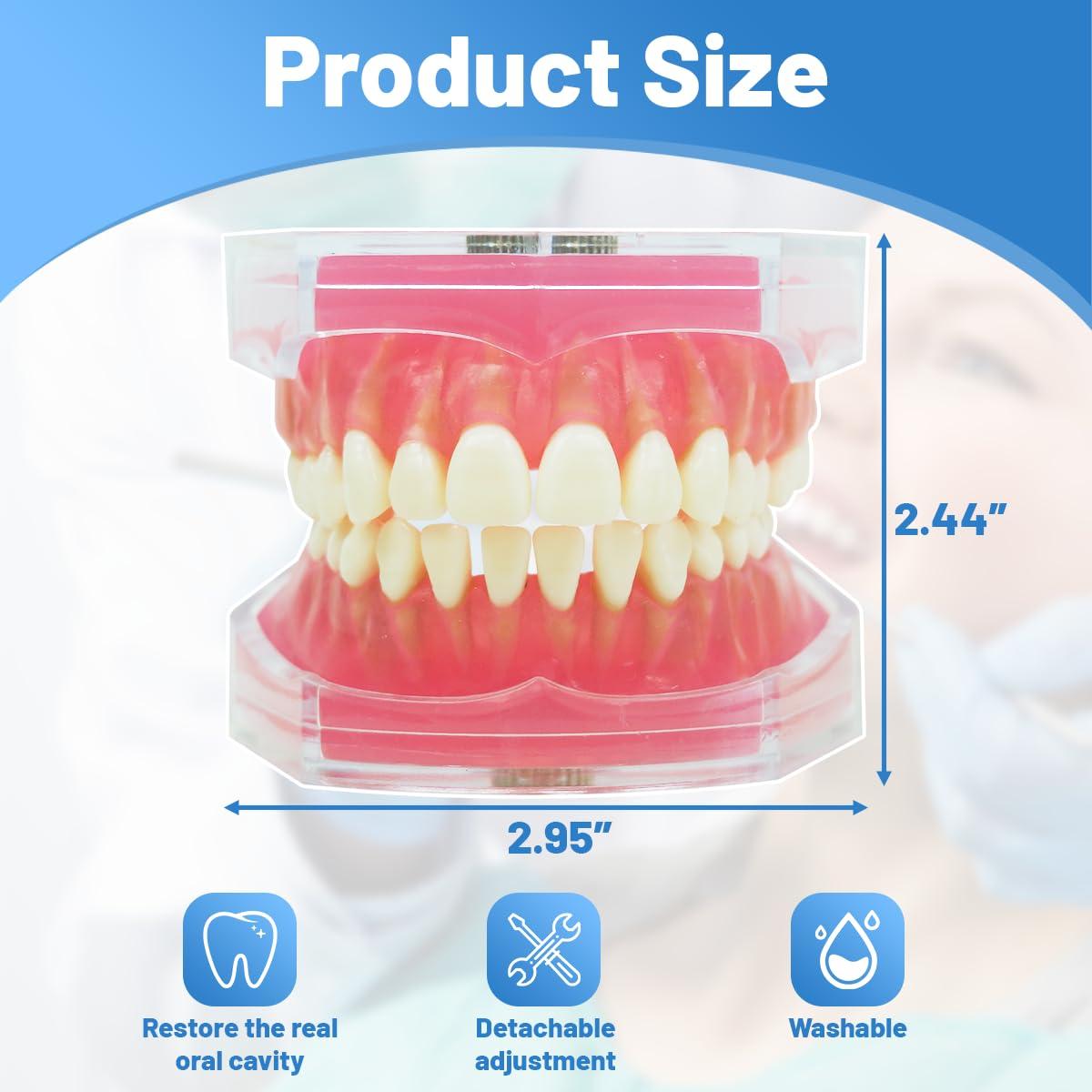 Modelo Dental Witbee con Dientes Removibles y Carcasa Transparente