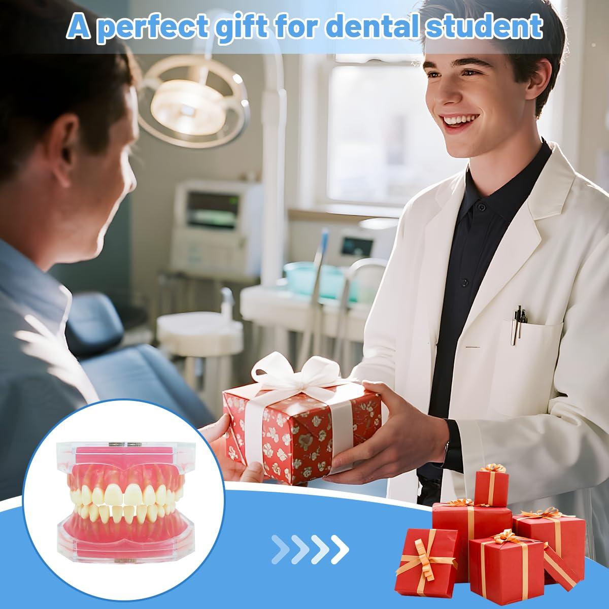 Modelo Dental Witbee con Dientes Removibles y Carcasa Transparente