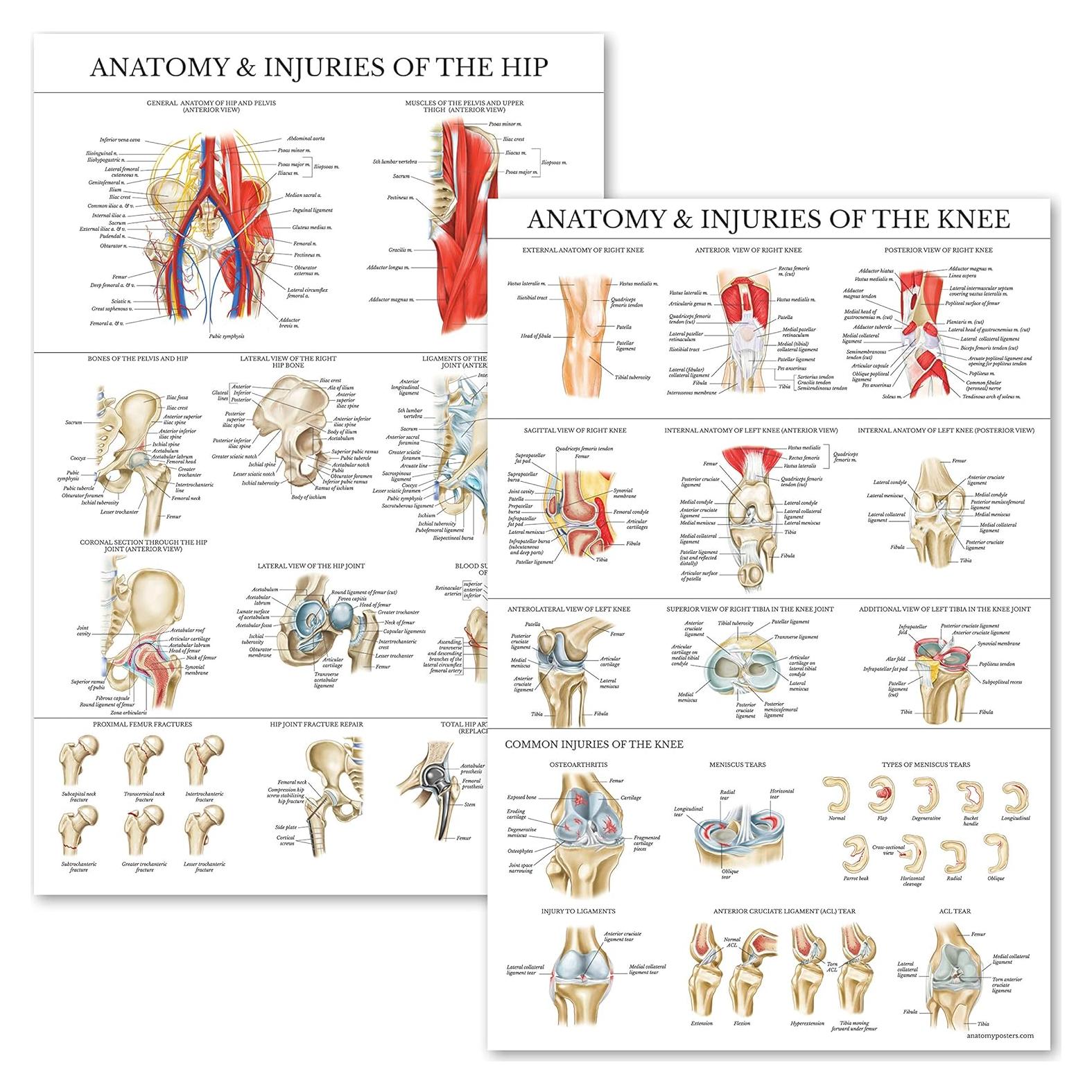 Conjunto de Pósters de Anatomía Rodilla y Cadera - Palace Learning - Laminado 68.58x45.72 cm