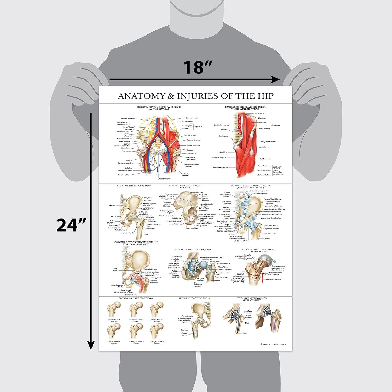 Conjunto de Pósters de Anatomía Rodilla y Cadera - Palace Learning - Laminado 68.58x45.72 cm