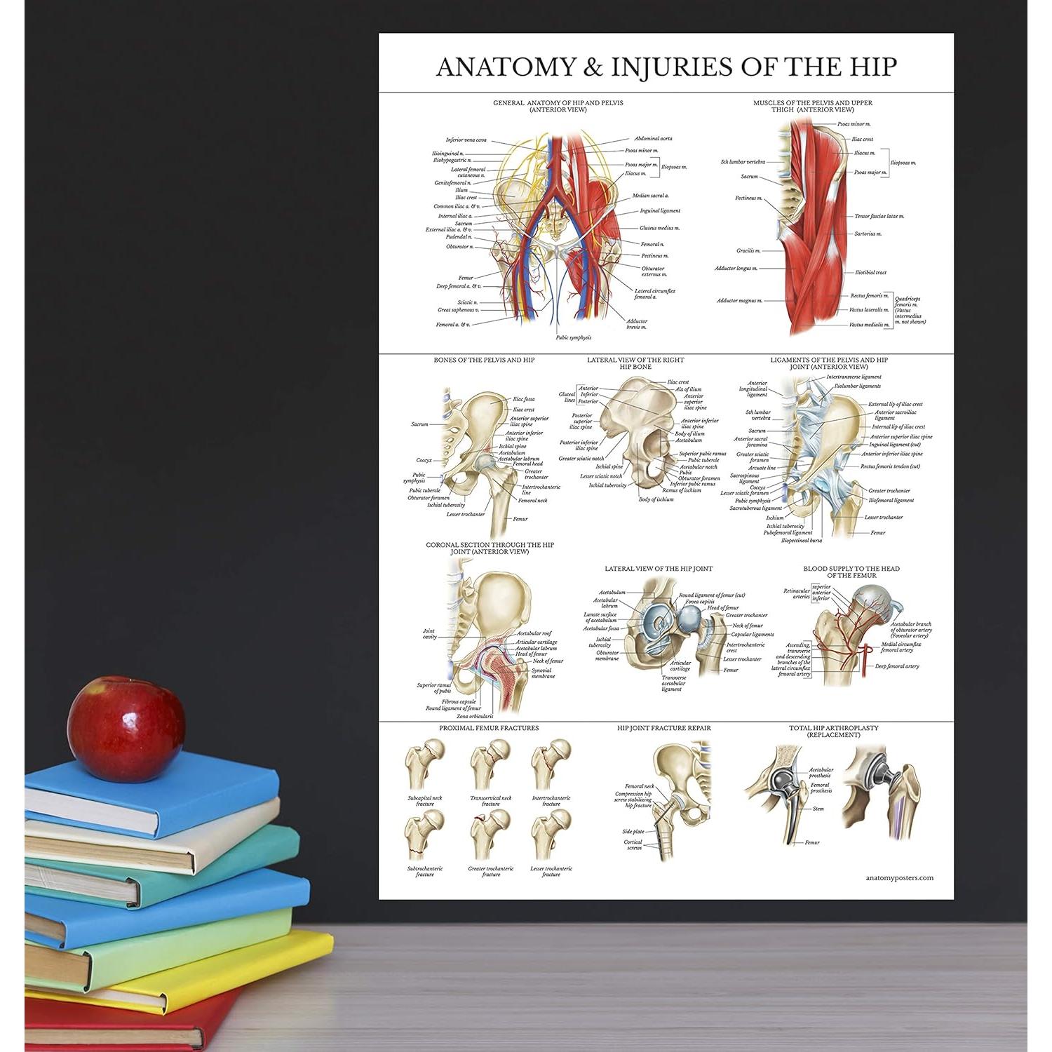 Conjunto de Pósters de Anatomía Rodilla y Cadera - Palace Learning - Laminado 68.58x45.72 cm