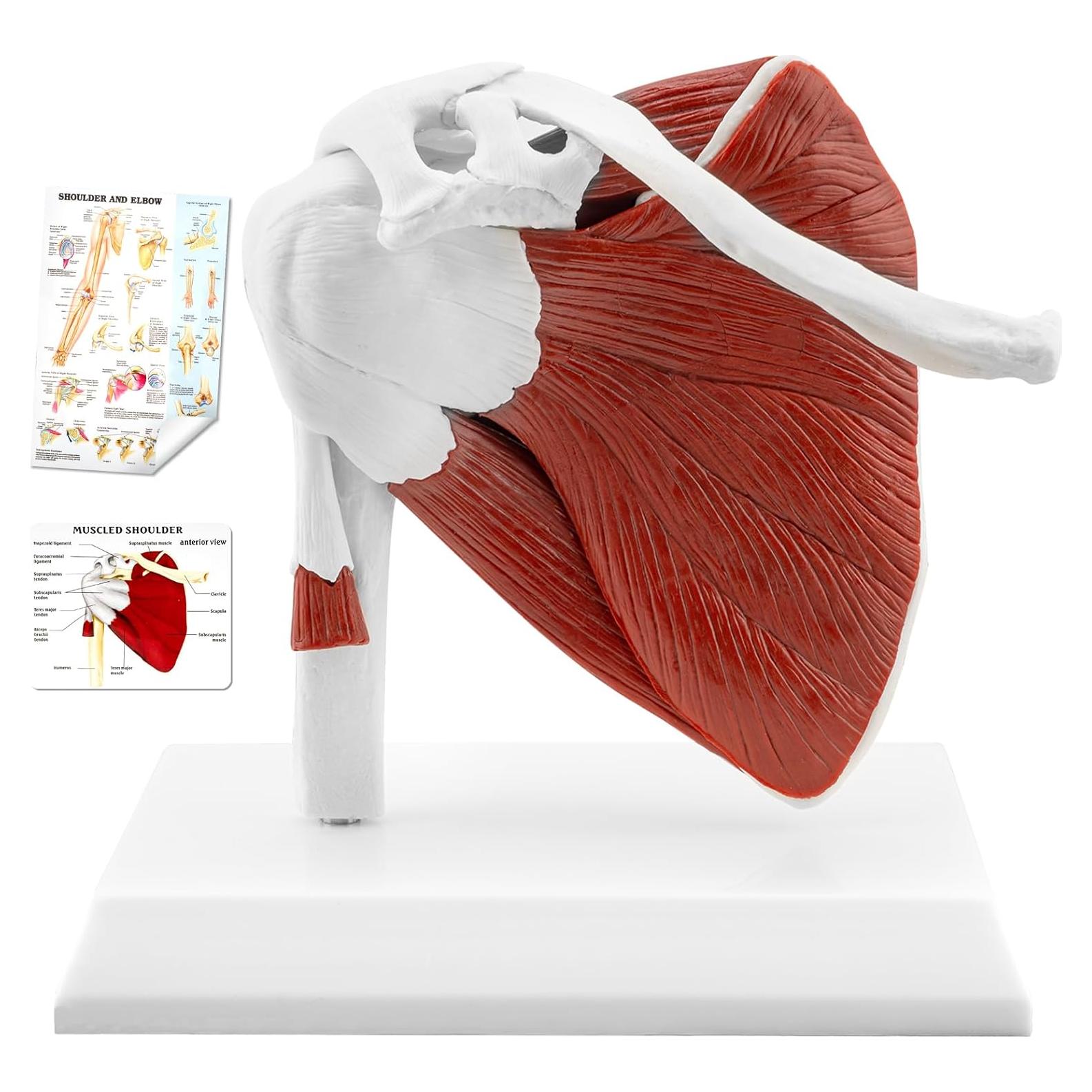 Modelo de Articulación del Hombro Musculoso TYRRDE 1:1