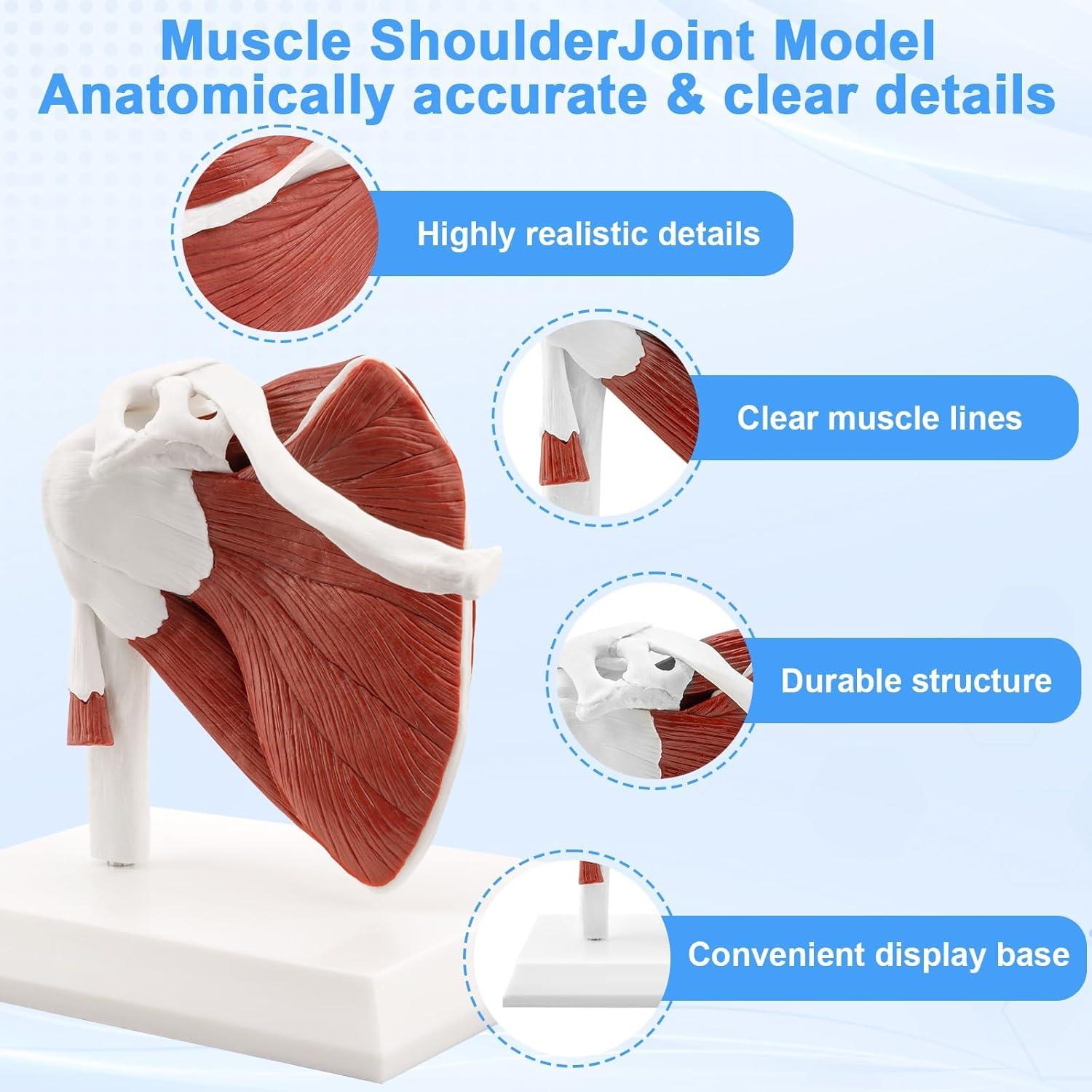 Modelo de Articulación del Hombro Musculoso TYRRDE 1:1