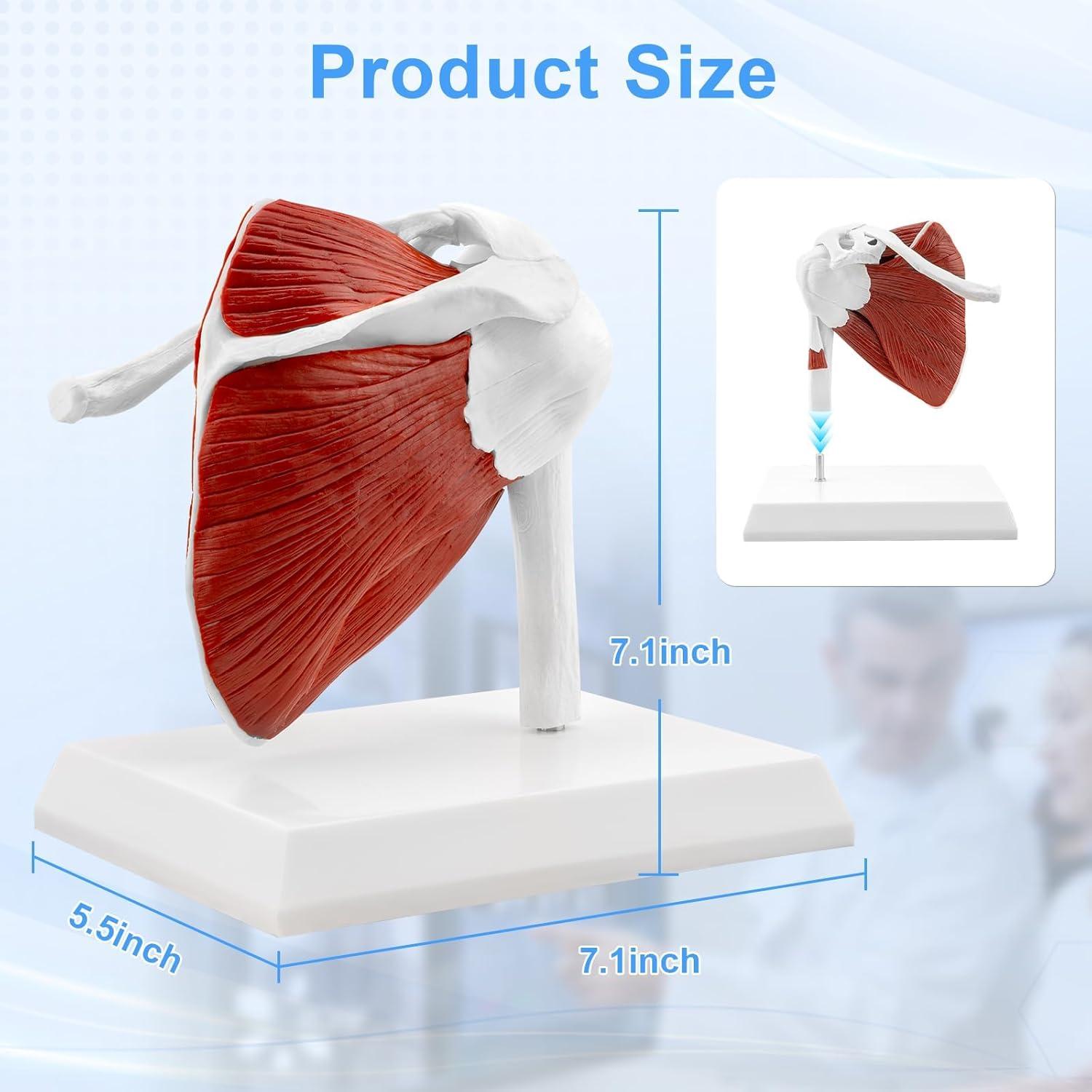 Modelo de Articulación del Hombro Musculoso TYRRDE 1:1