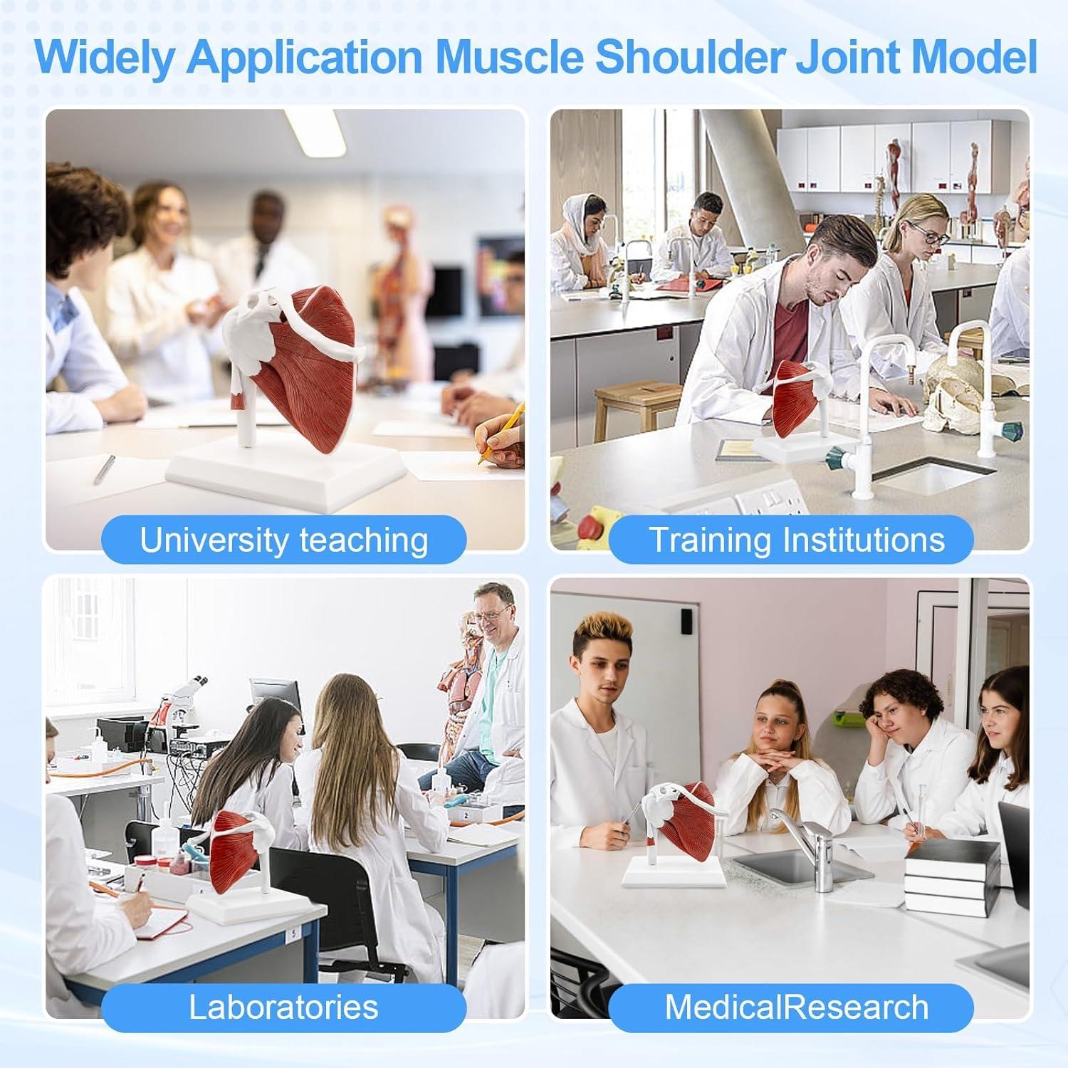 Modelo de Articulación del Hombro Musculoso TYRRDE 1:1