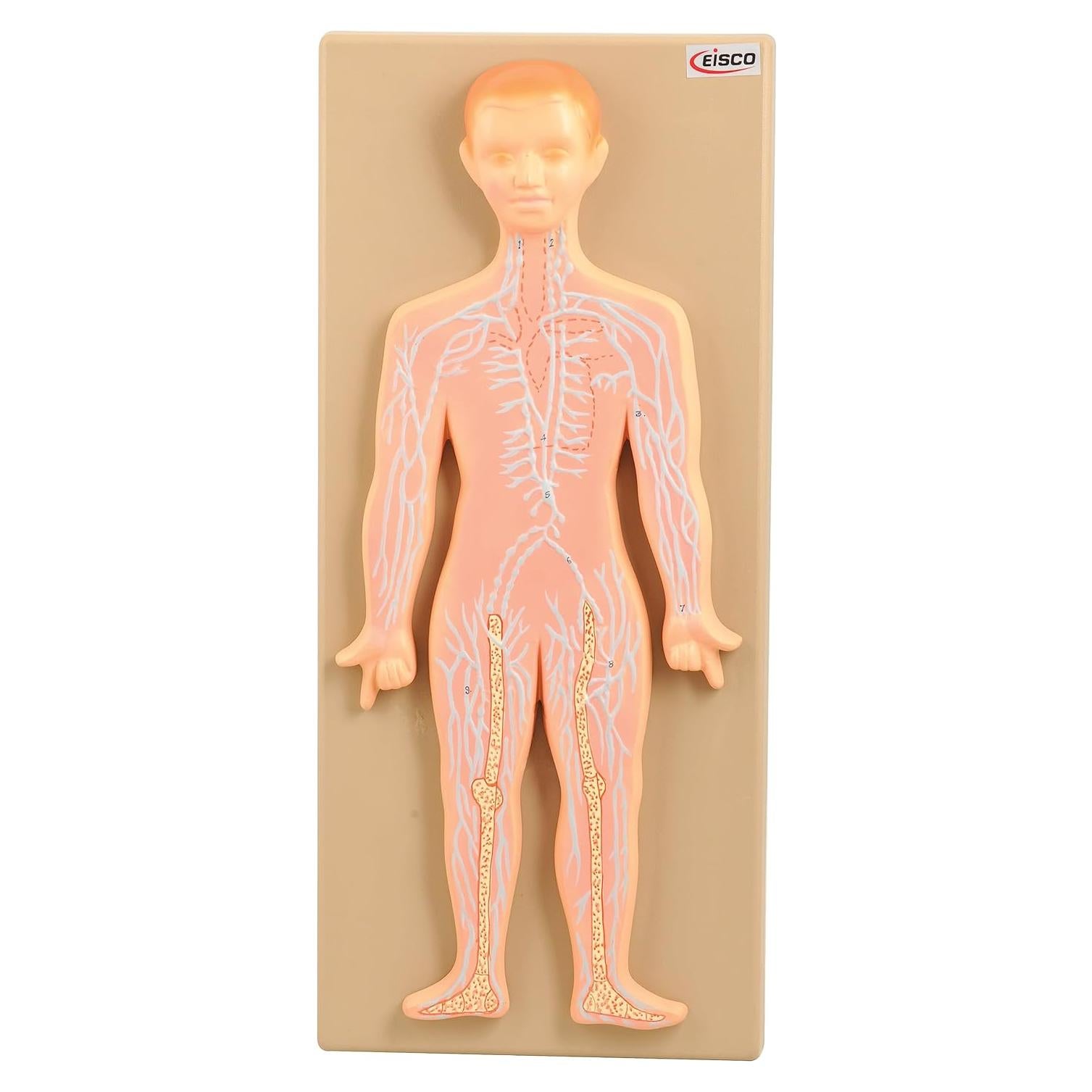 Modelo Anatómico Sistema Linfático Humano EISCO - Pintado a Mano