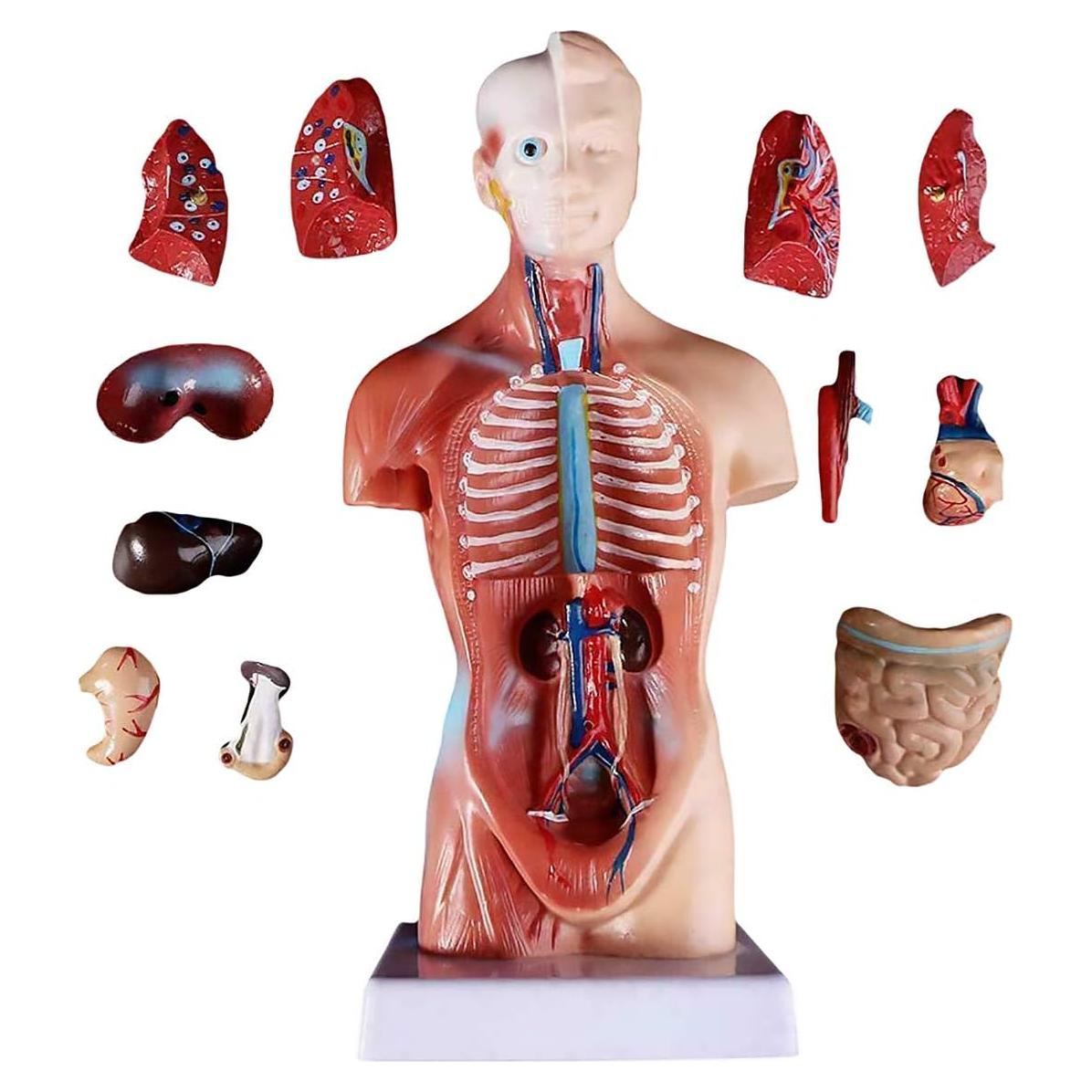 Modelo de torso humano 27.94 cm ORILAO 15 partes removibles
