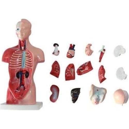 Modelo de torso humano 27.94 cm ORILAO 15 partes removibles