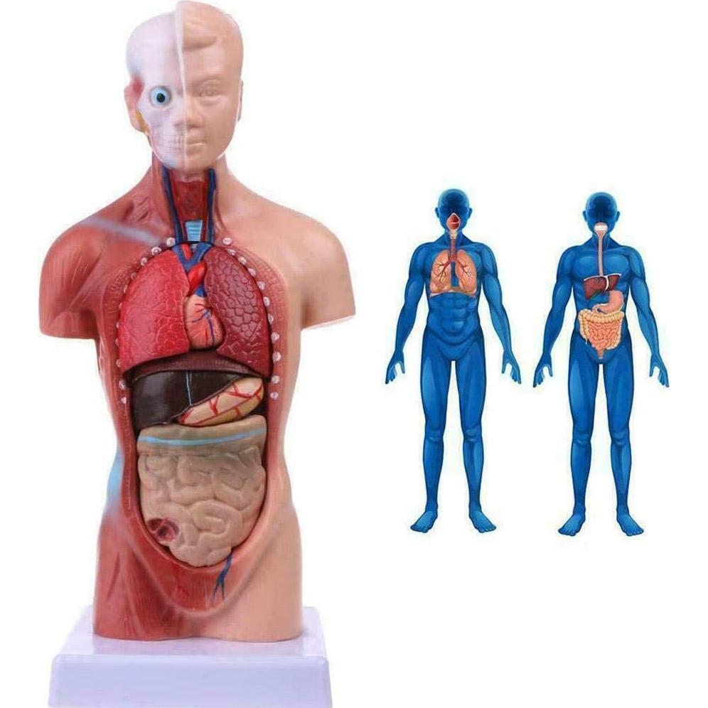 Modelo de torso humano 27.94 cm ORILAO 15 partes removibles