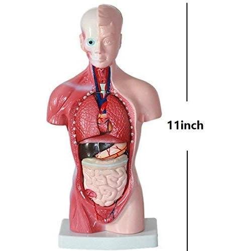 Modelo de torso humano 27.94 cm ORILAO 15 partes removibles