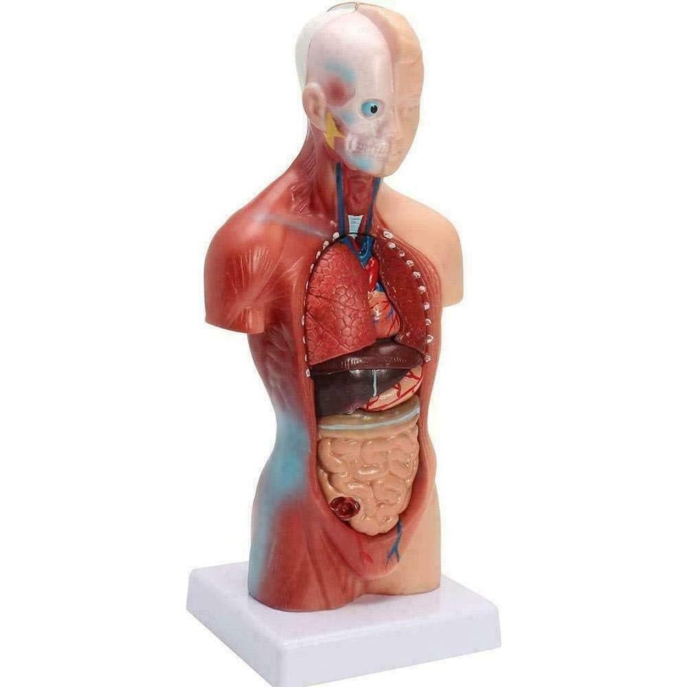 Modelo de torso humano 27.94 cm ORILAO 15 partes removibles