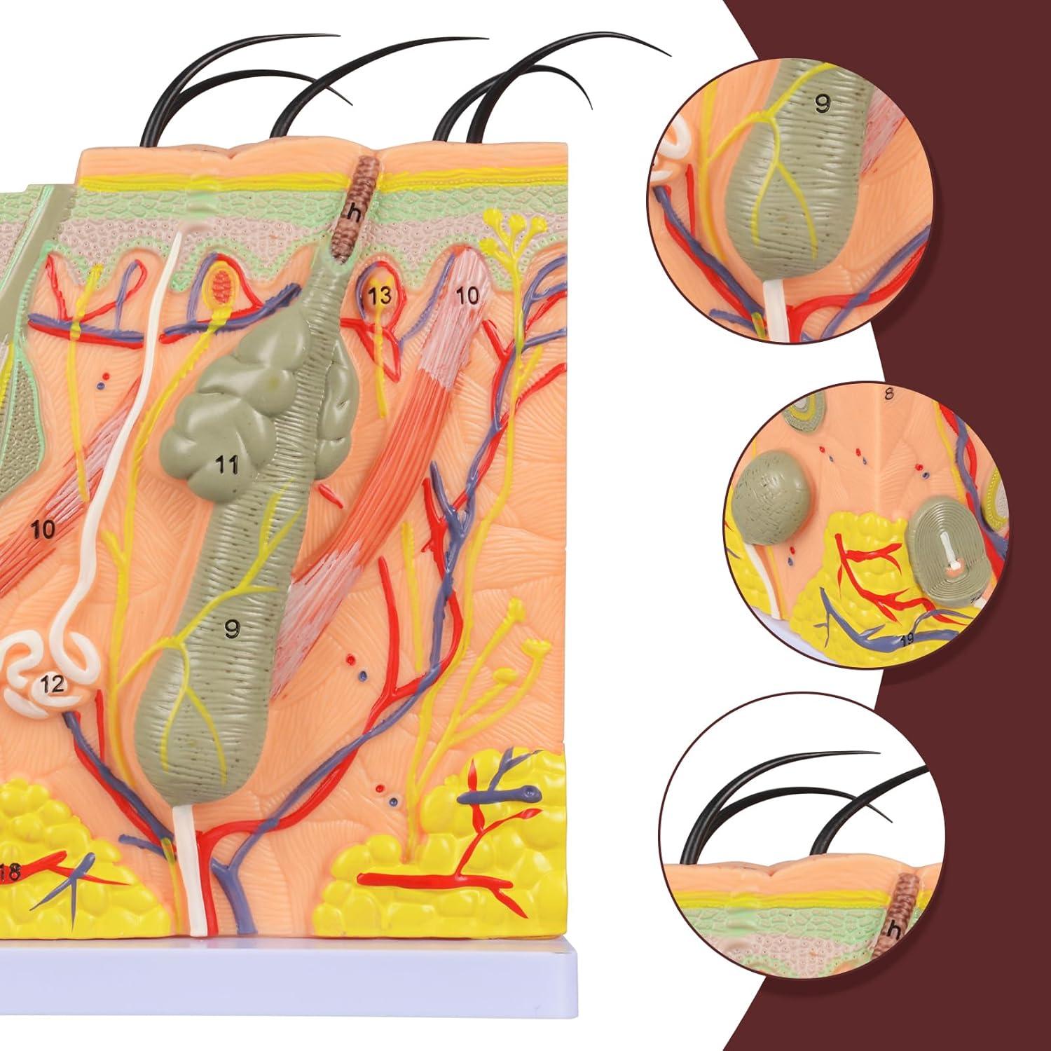 Modelo Anatómico de Piel Ampliado 50X Simedutech - Educativo