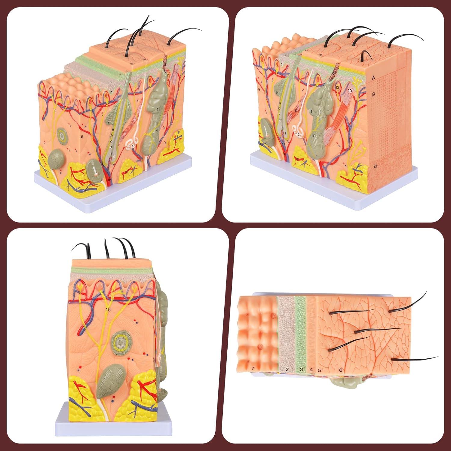 Modelo Anatómico de Piel Ampliado 50X Simedutech - Educativo