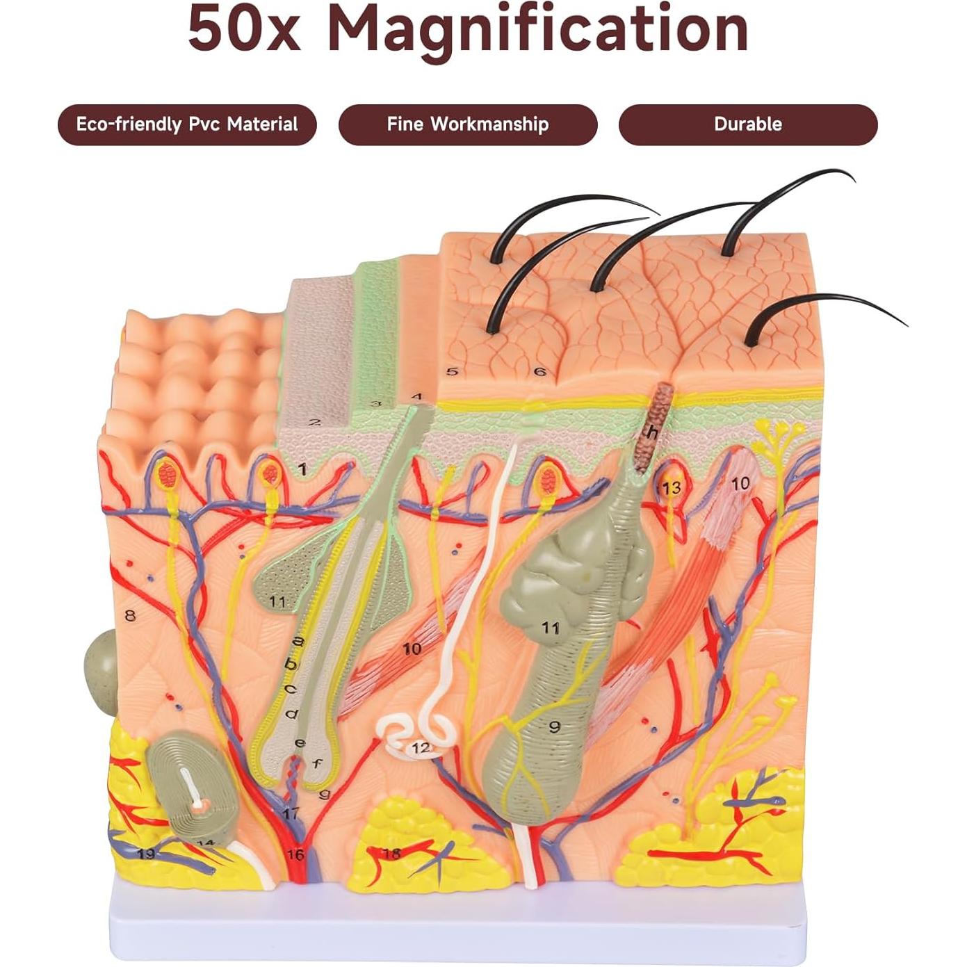 Modelo Anatómico de Piel Ampliado 50X Simedutech - Educativo