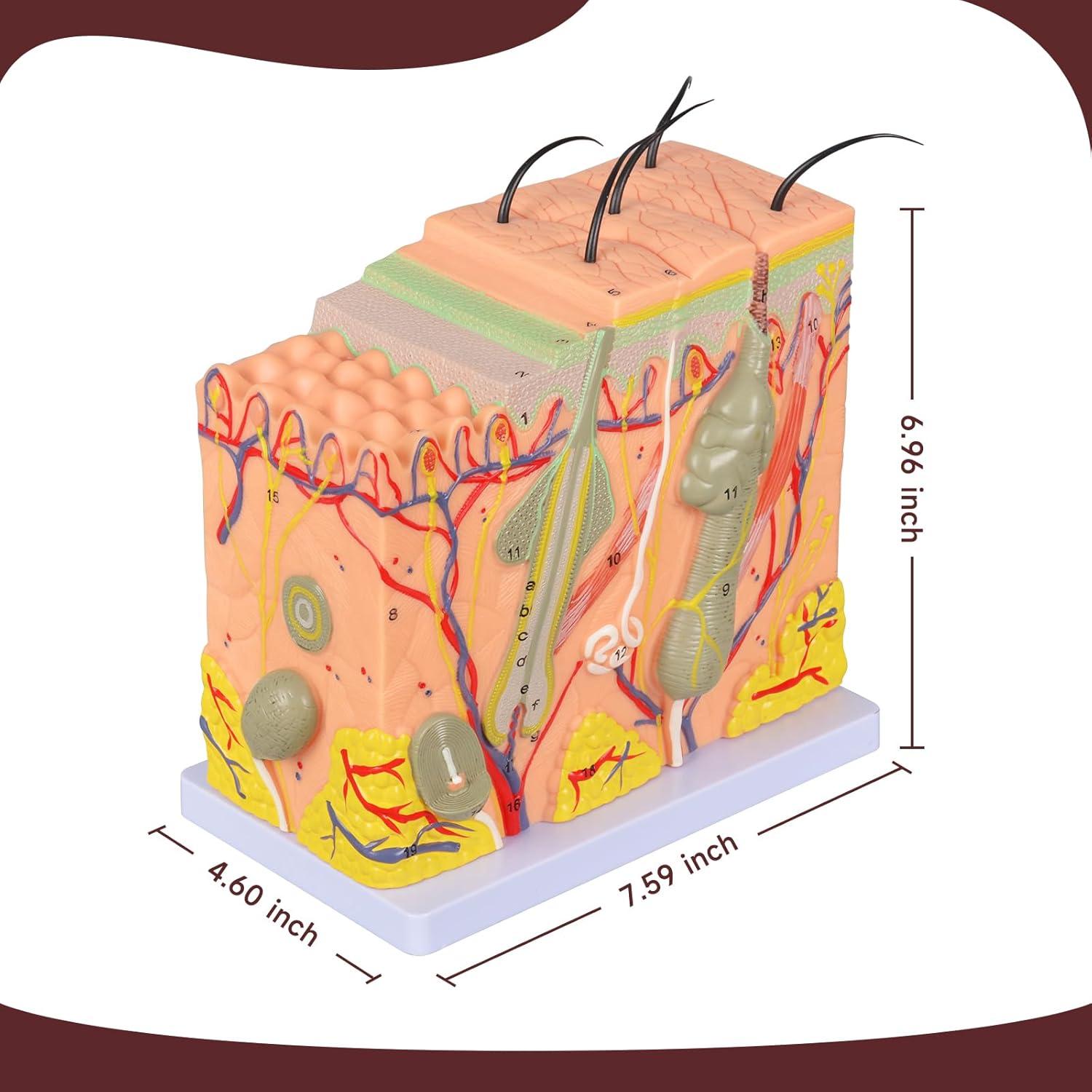 Modelo Anatómico de Piel Ampliado 50X Simedutech - Educativo