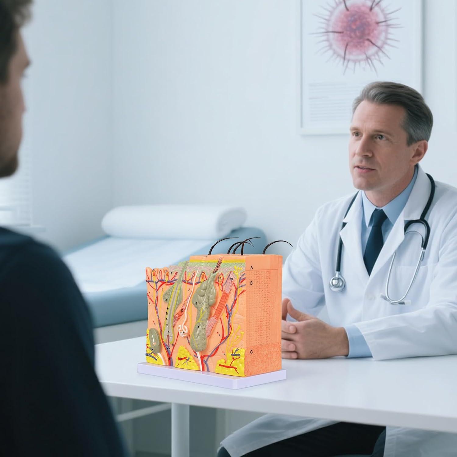 Modelo Anatómico de Piel Ampliado 50X Simedutech - Educativo