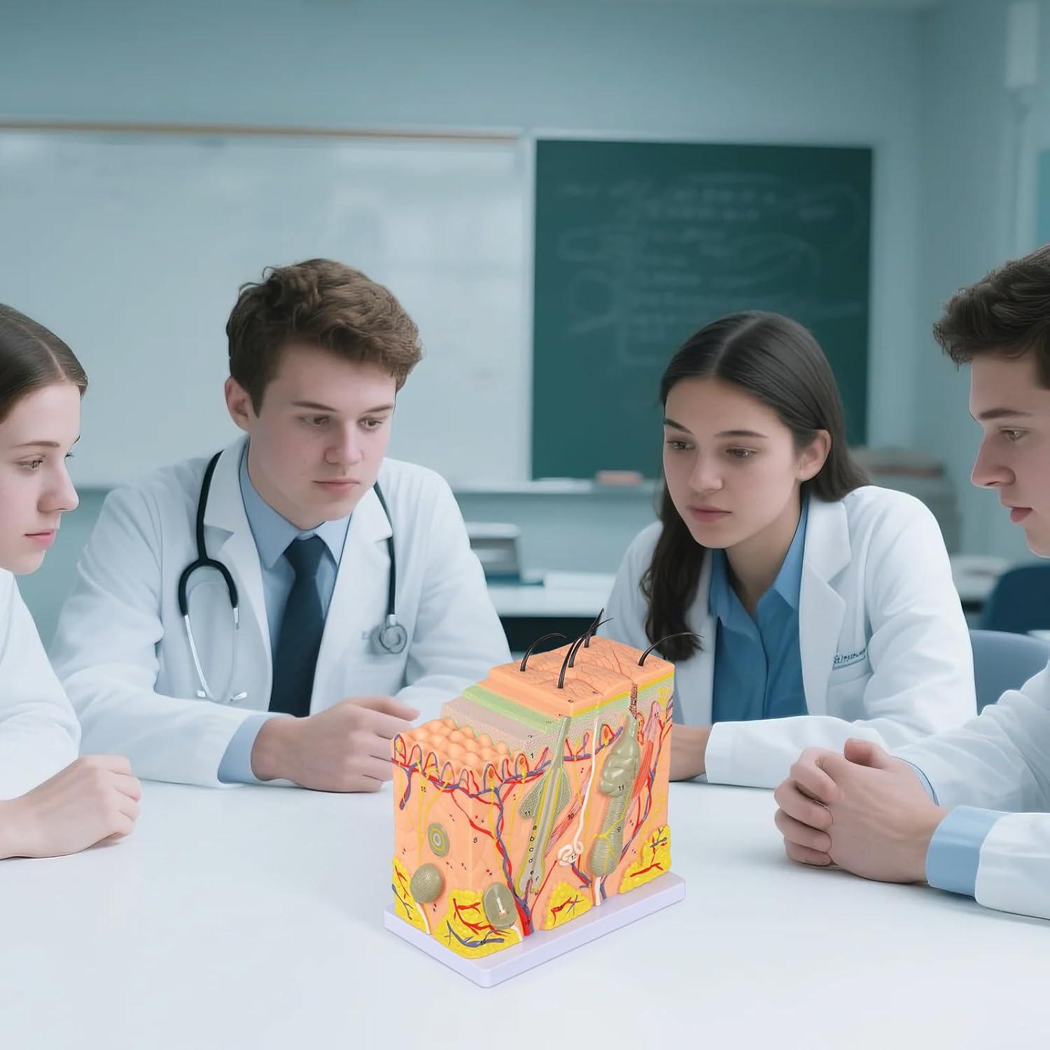 Modelo Anatómico de Piel Ampliado 50X Simedutech - Educativo