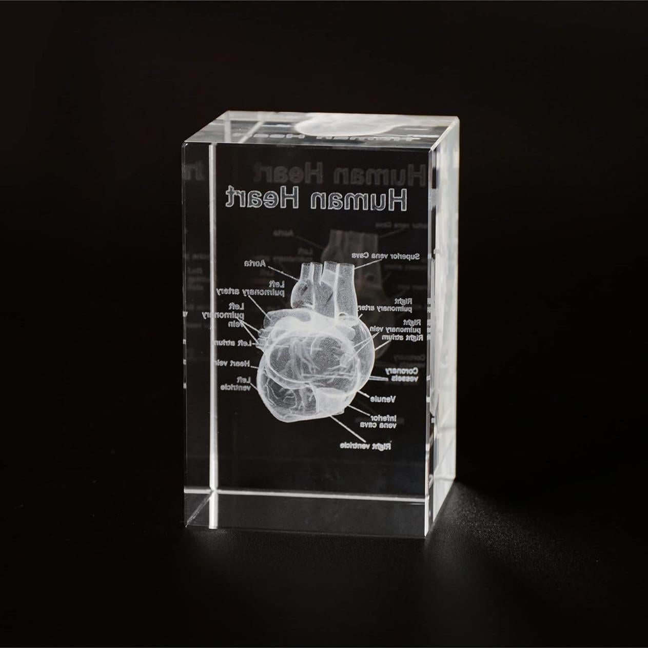 Modelo Anatómico de Corazón Humano en Cristal 3D Ultrassist