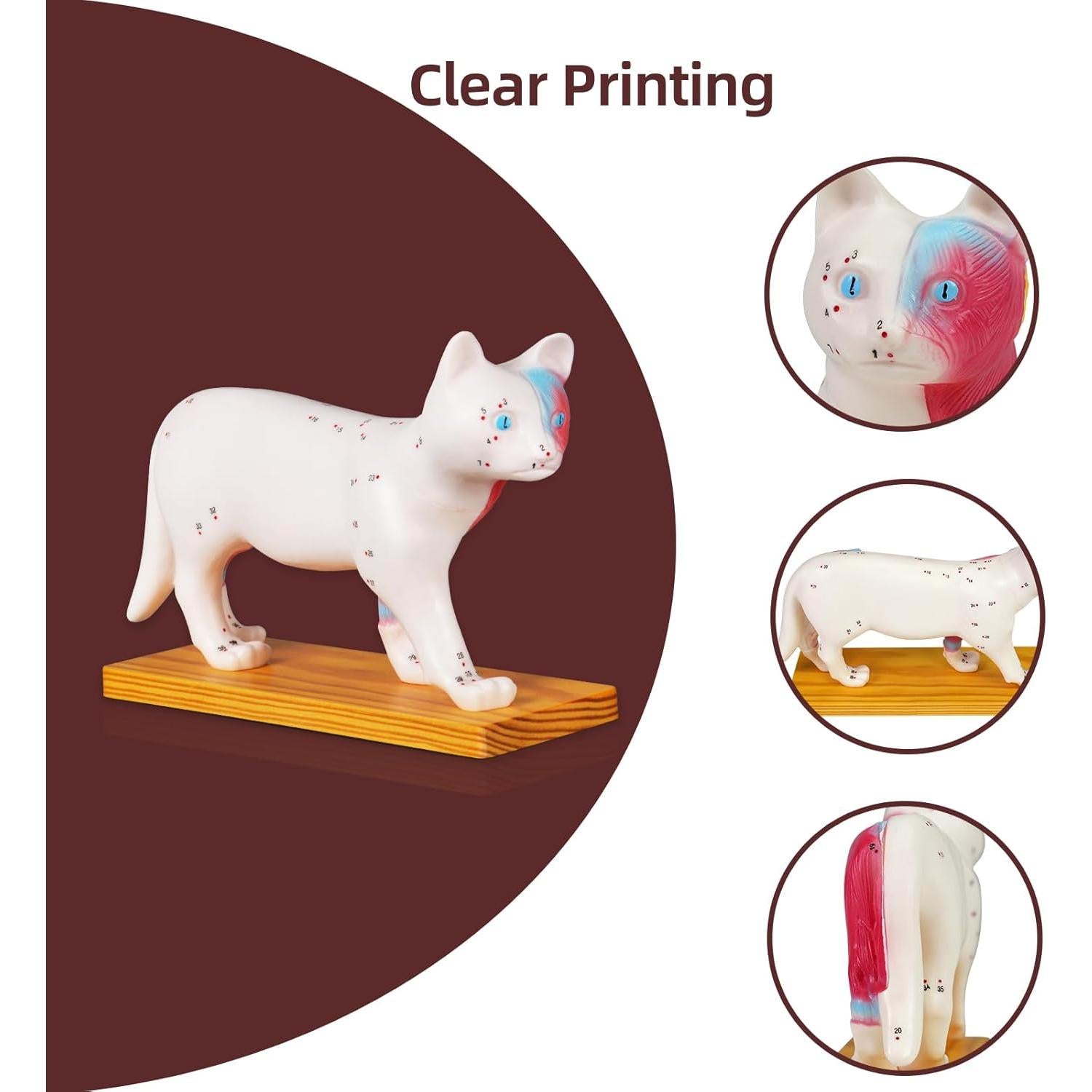 Modelo de Anatomía de Gato Simedutech con Acupuntura 25x15cm