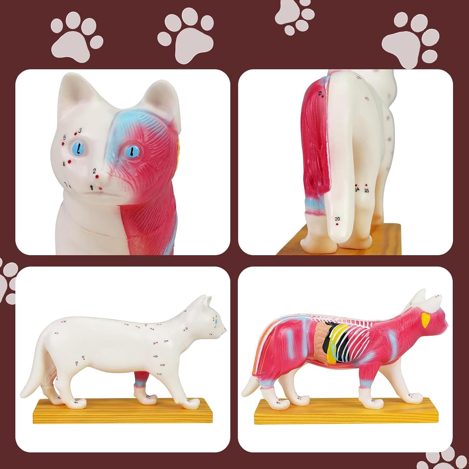 Modelo de Anatomía de Gato Simedutech con Acupuntura 25x15cm