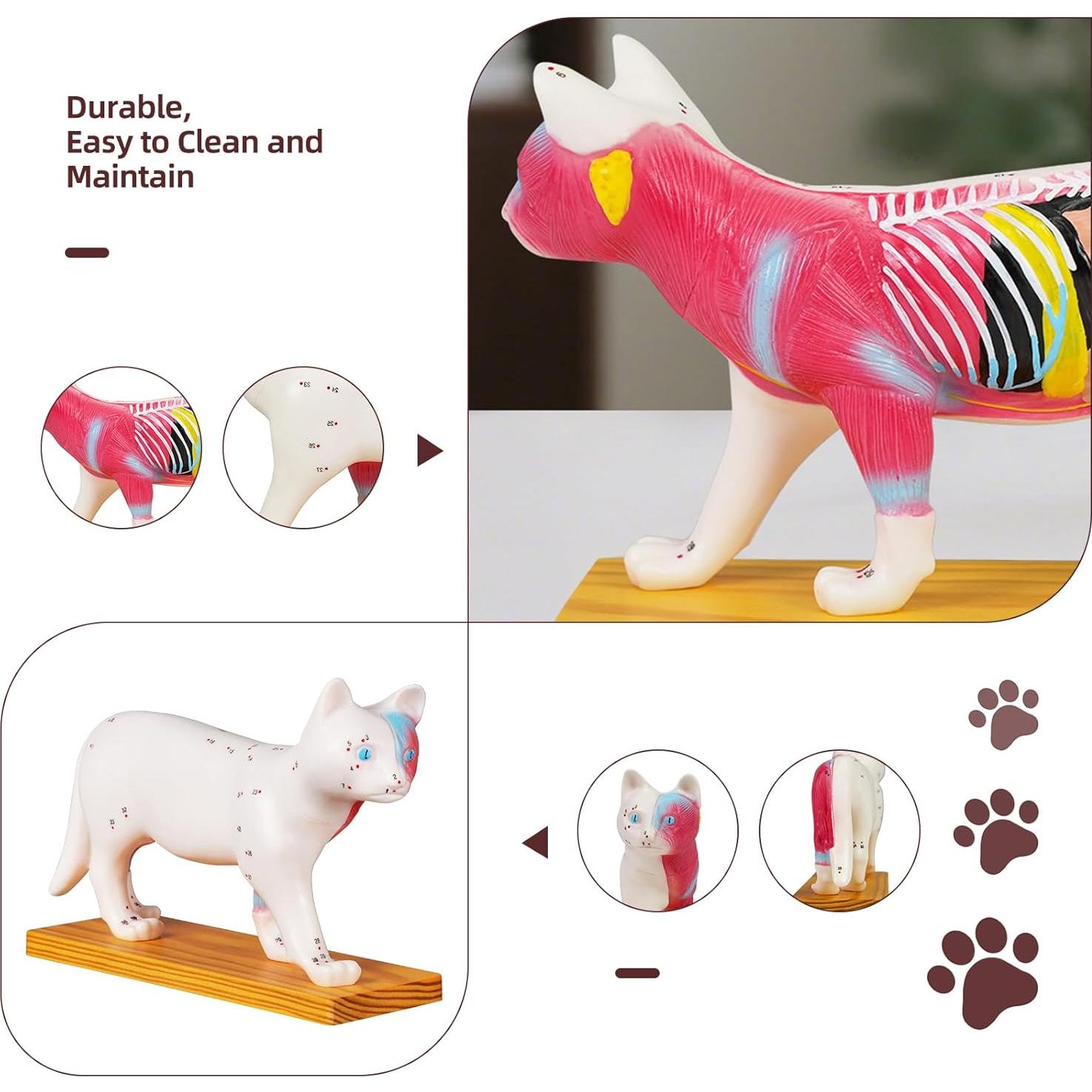 Modelo de Anatomía de Gato Simedutech con Acupuntura 25x15cm