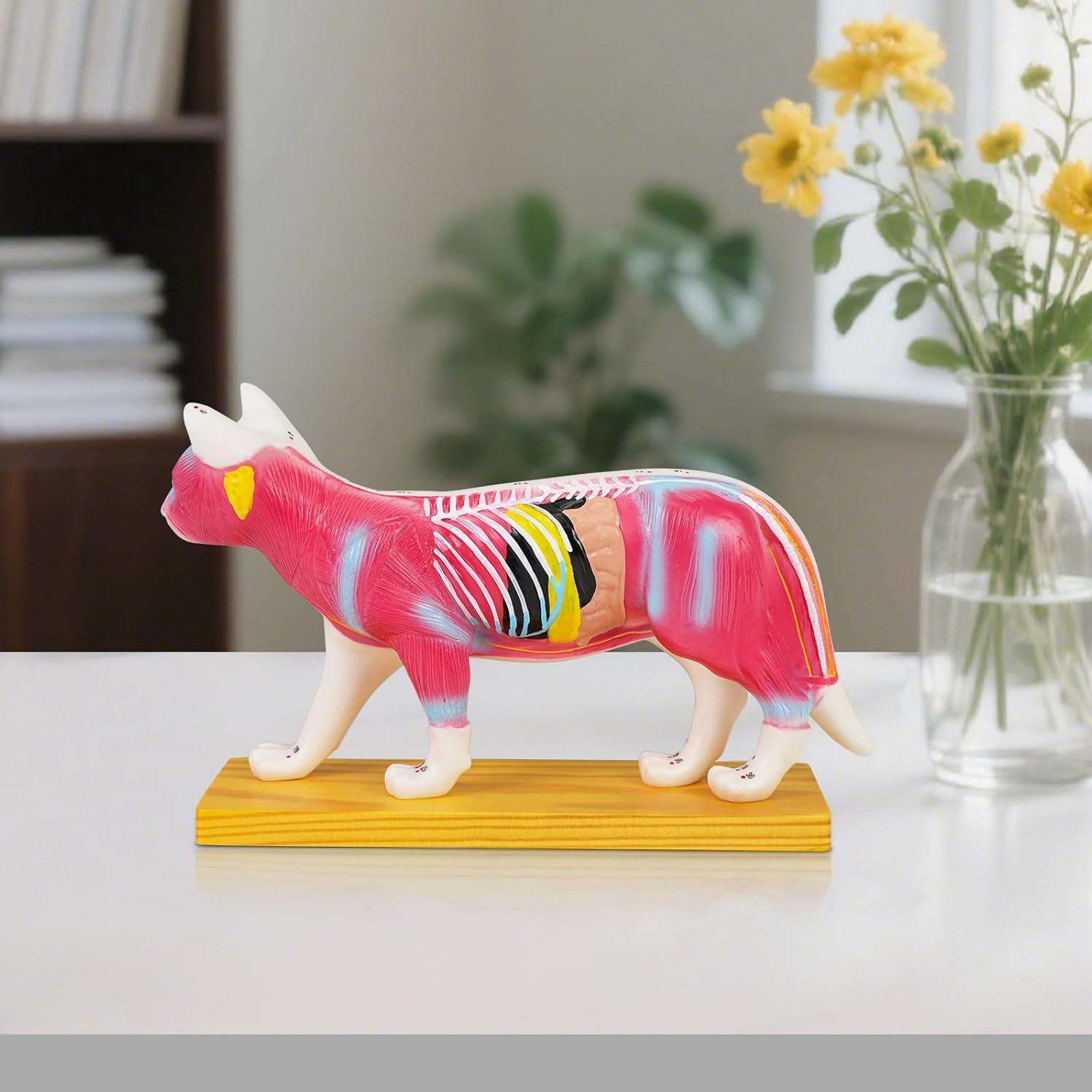 Modelo de Anatomía de Gato Simedutech con Acupuntura 25x15cm