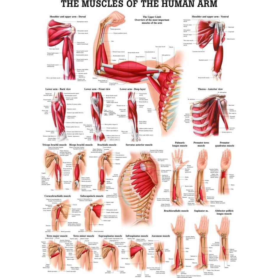 Gráfico Anatómico Laminado de Músculos del Brazo 42x50cm