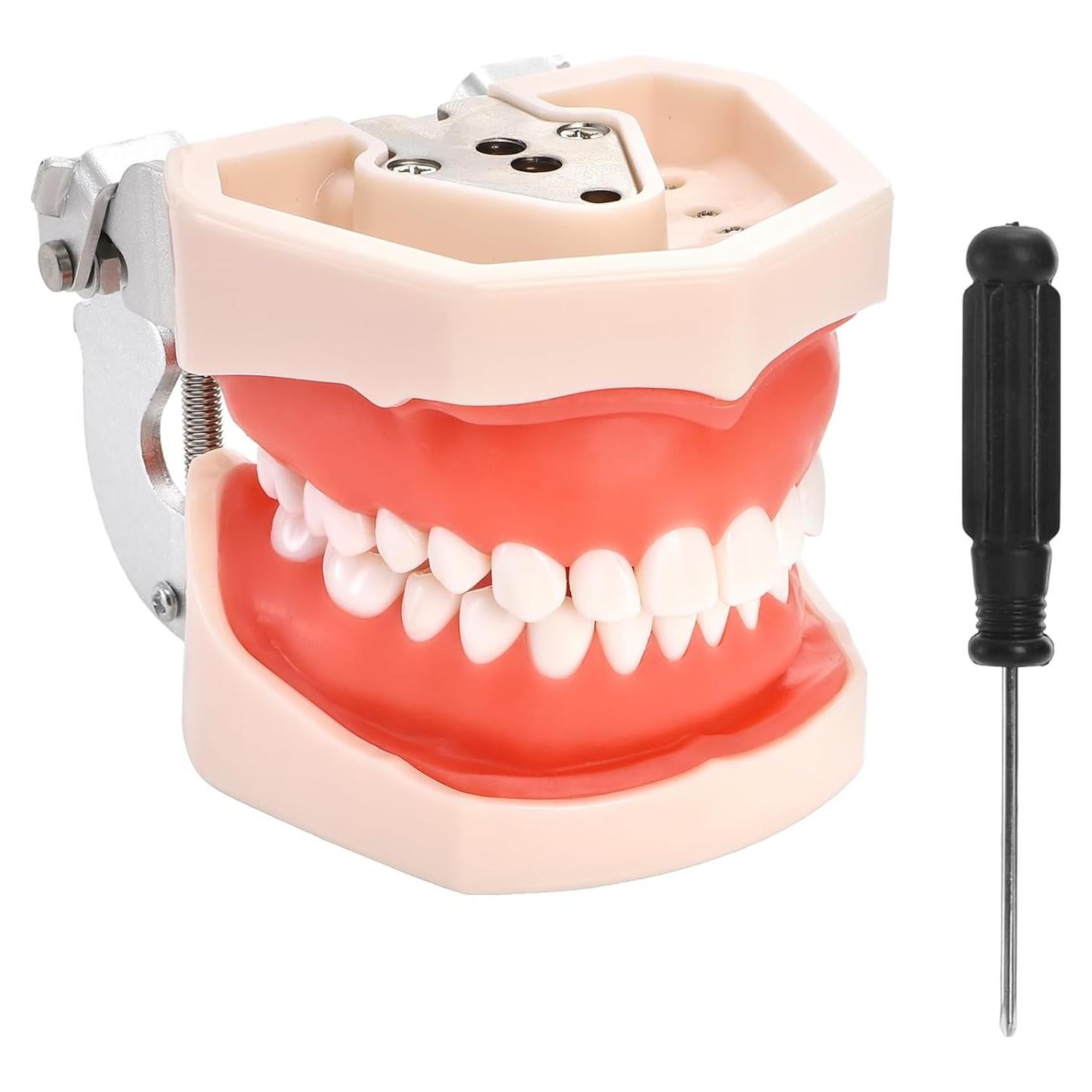 Modelo Dental Typodont ZENFUN con 28 Dientes Removibles