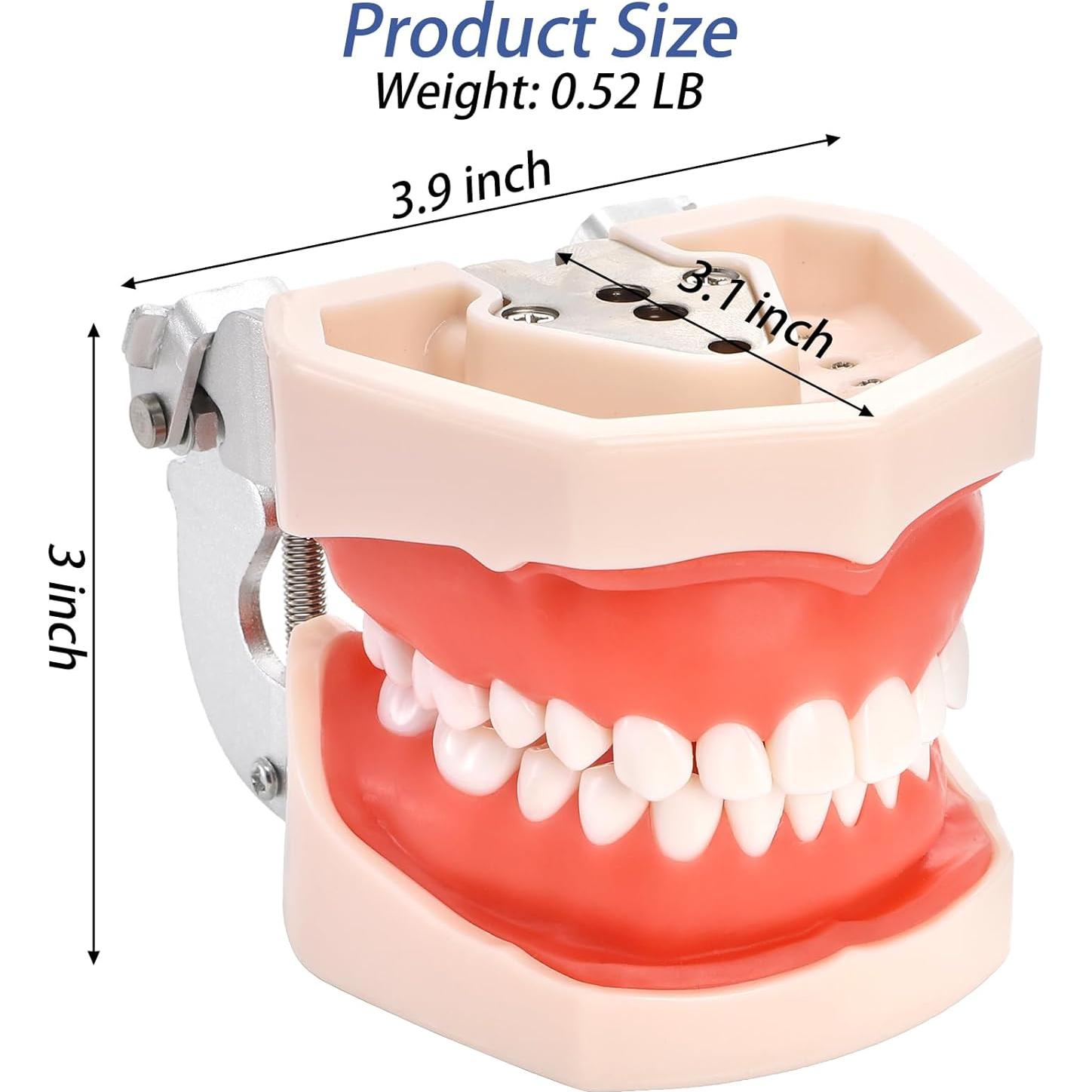 Modelo Dental Typodont ZENFUN con 28 Dientes Removibles
