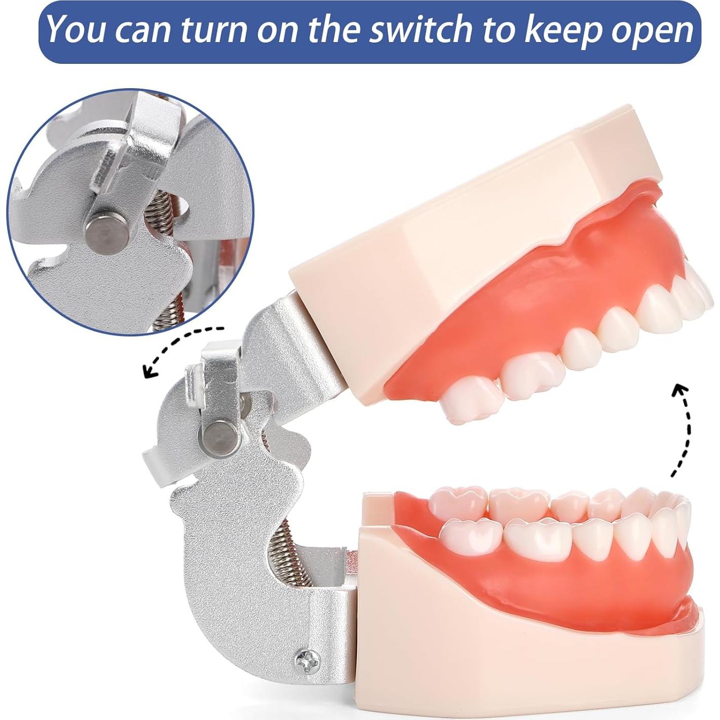 Modelo Dental Typodont ZENFUN con 28 Dientes Removibles
