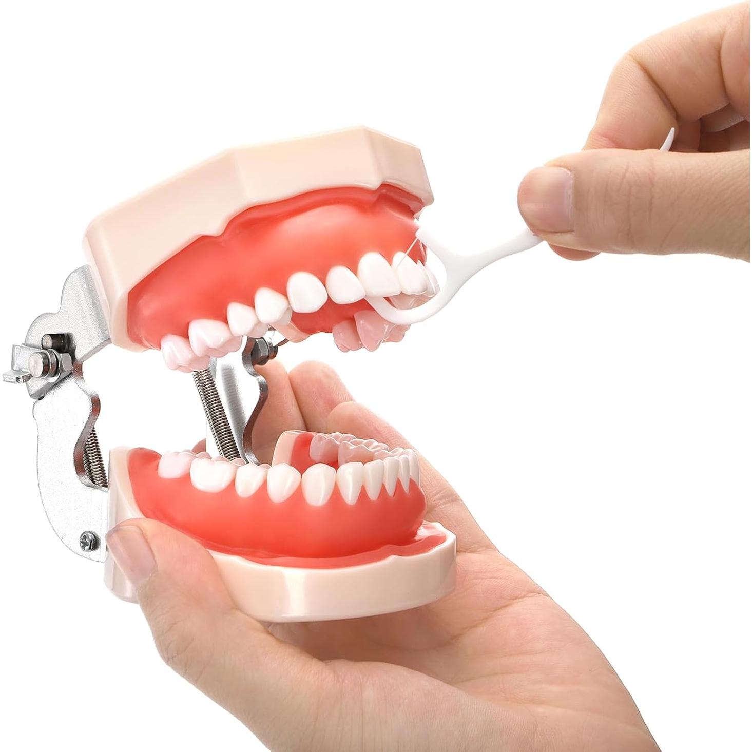 Modelo Dental Typodont ZENFUN con 28 Dientes Removibles