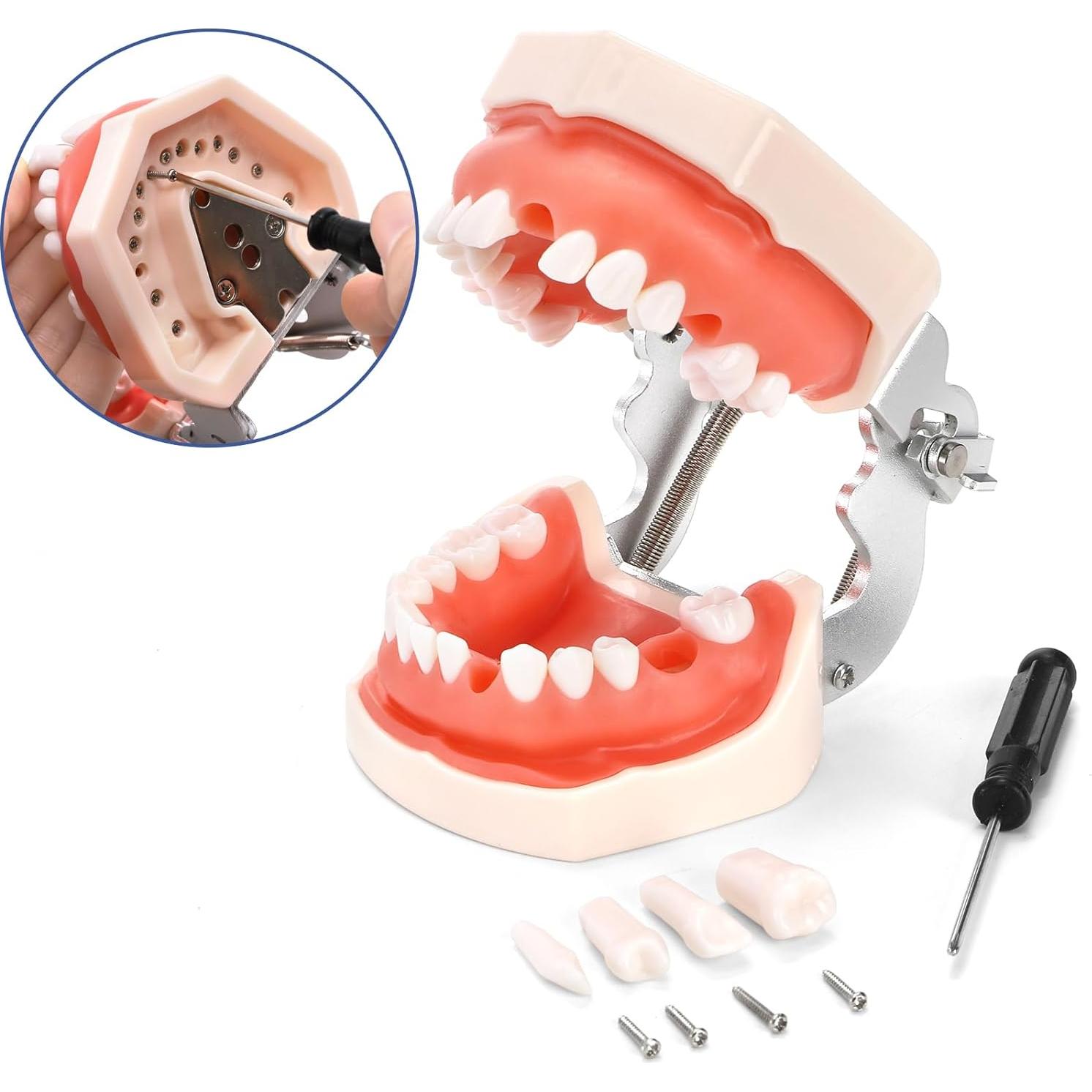 Modelo Dental Typodont ZENFUN con 28 Dientes Removibles