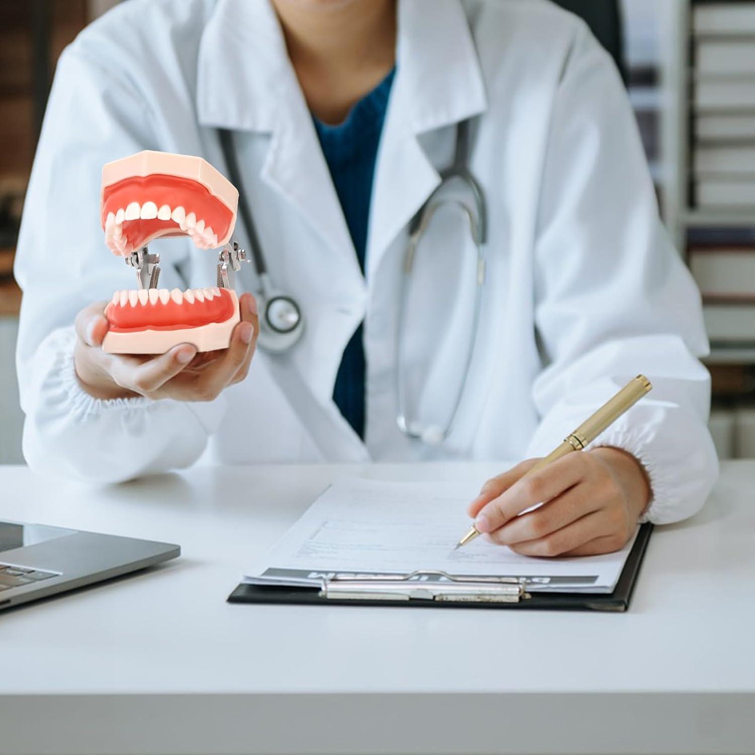 Modelo Dental Typodont ZENFUN con 28 Dientes Removibles