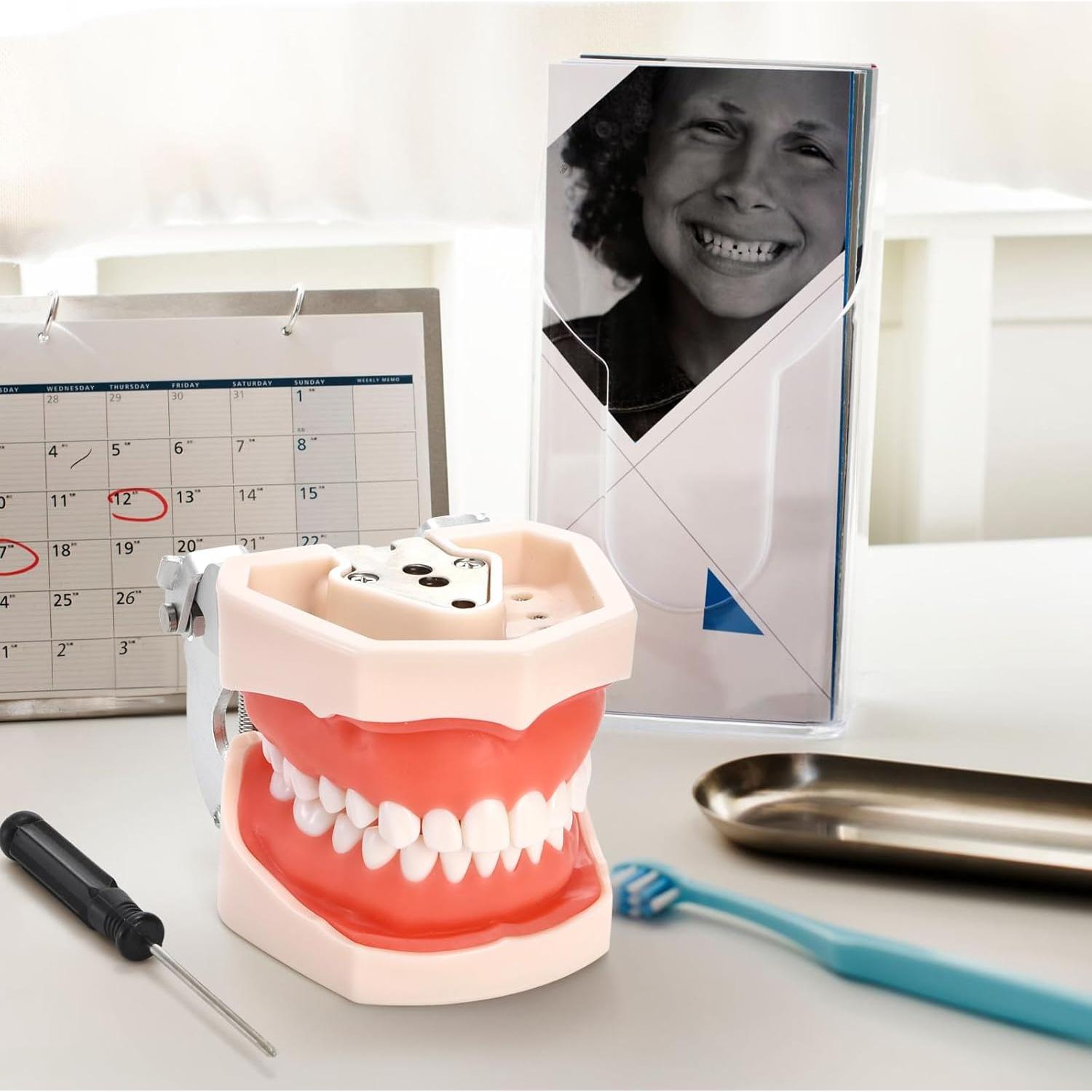 Modelo Dental Typodont ZENFUN con 28 Dientes Removibles