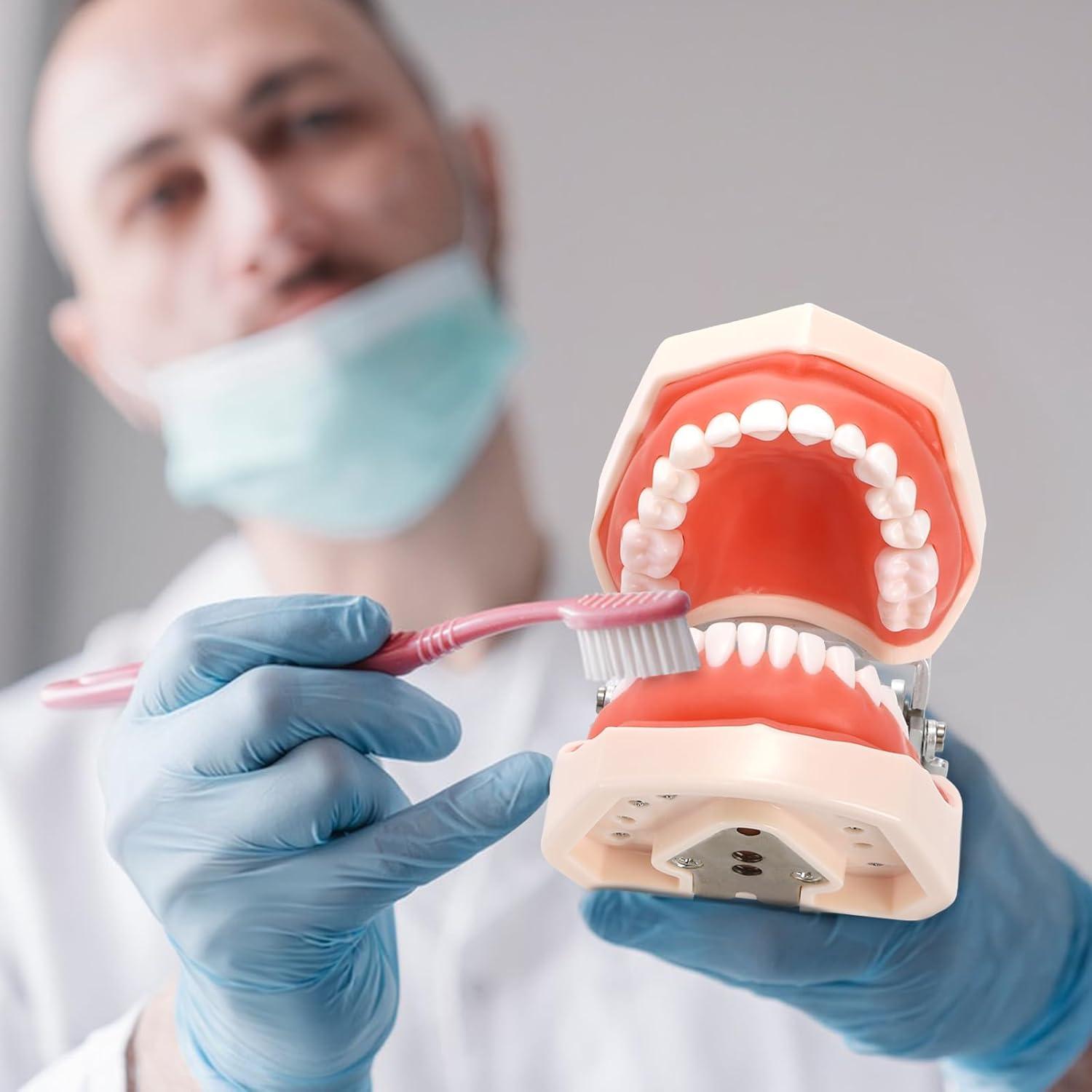 Modelo Dental Typodont ZENFUN con 28 Dientes Removibles