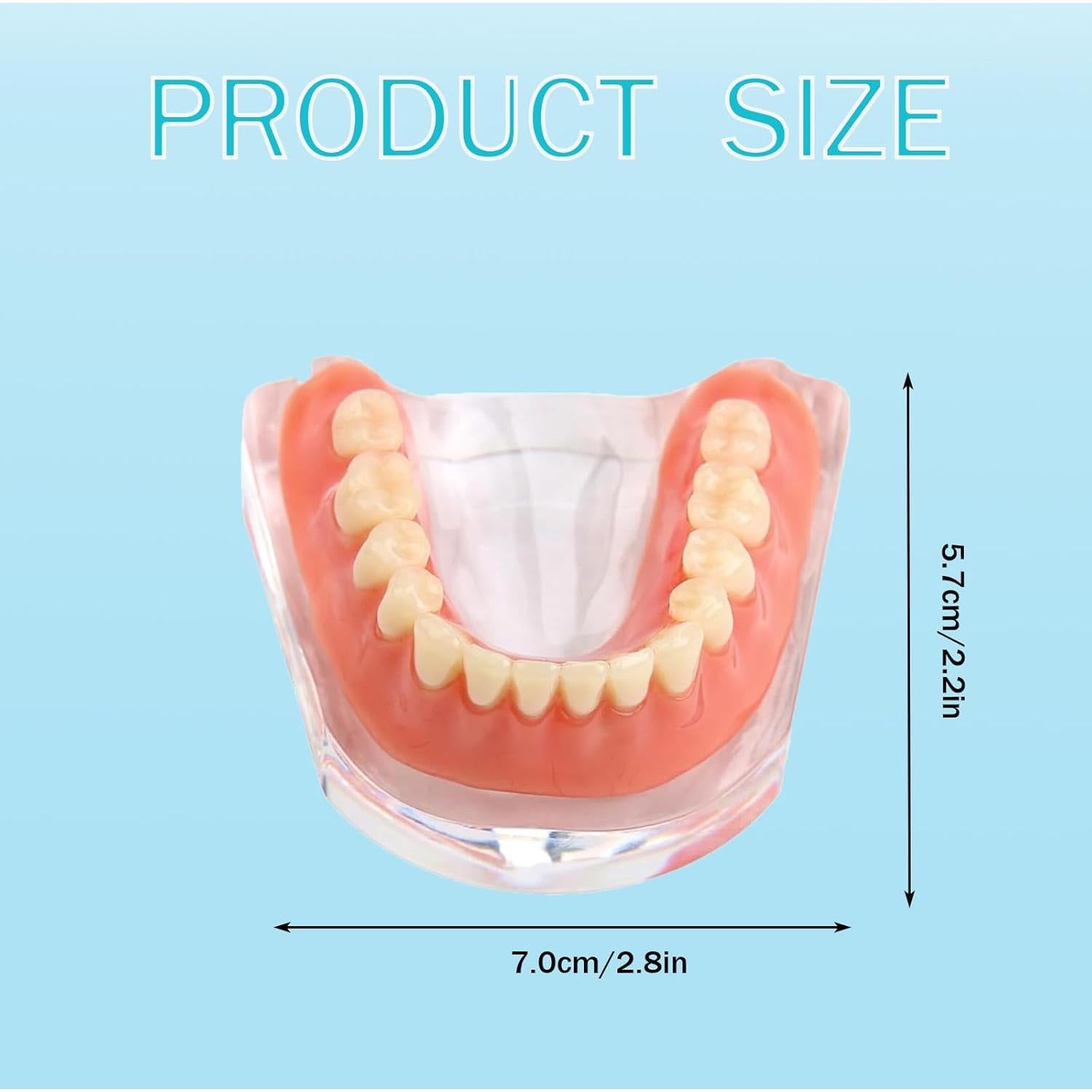 Modelo Dental Sobredentadura Desmontable Kouyot - Mandíbula Inferior
