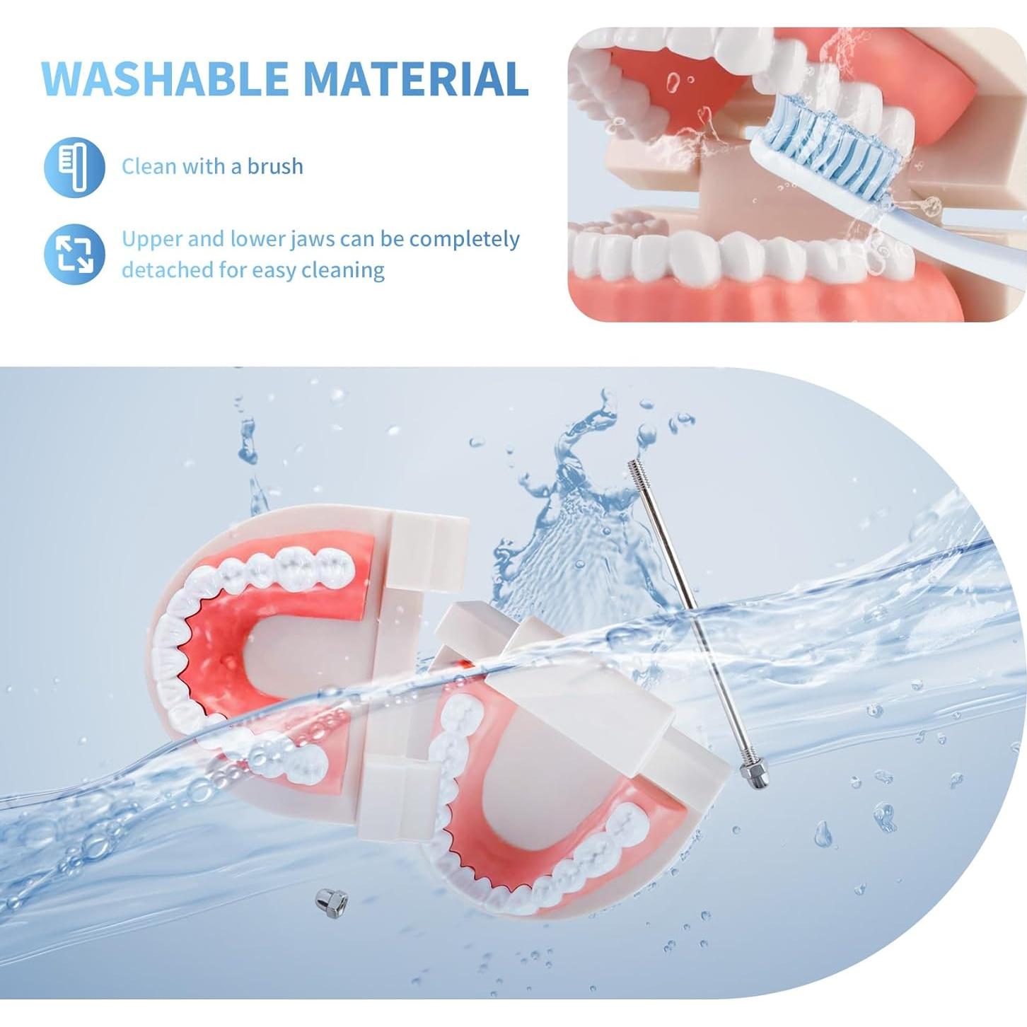 Modelo de Dientes Estándar Annhua para Adultos y Niños