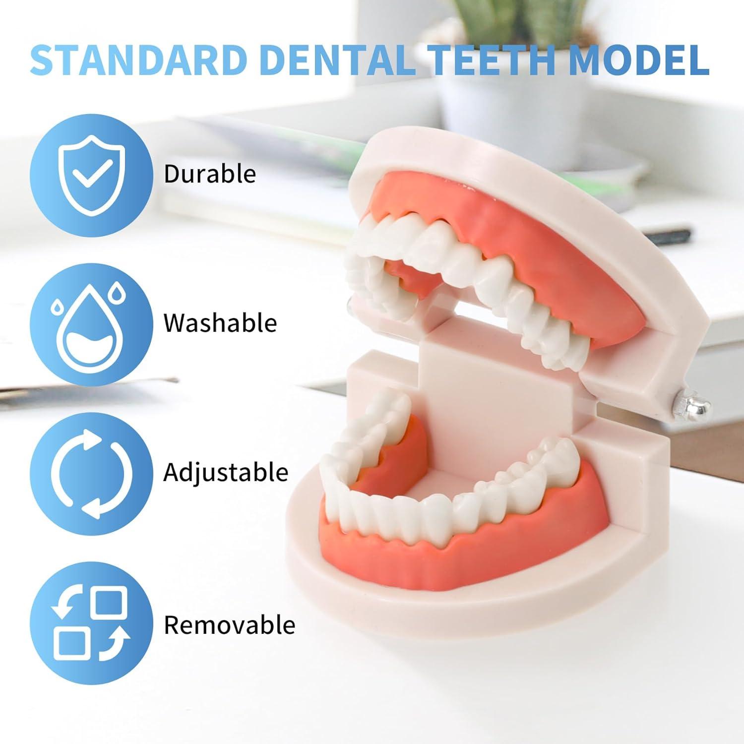 Modelo de Dientes Estándar Annhua para Adultos y Niños