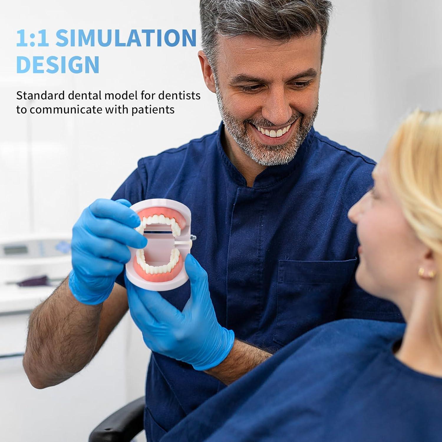 Modelo de Dientes Estándar Annhua para Adultos y Niños