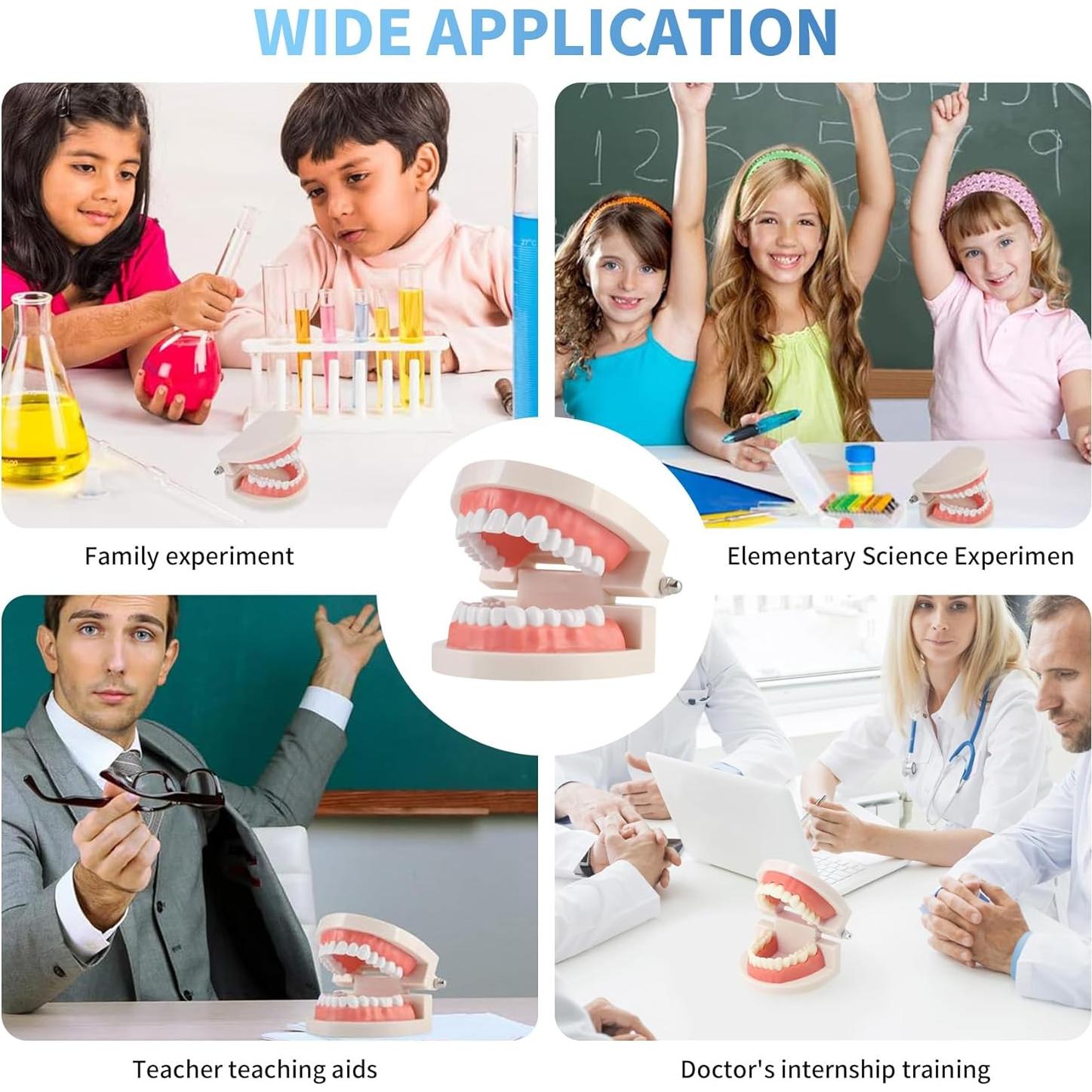 Modelo de Dientes Estándar Annhua para Adultos y Niños