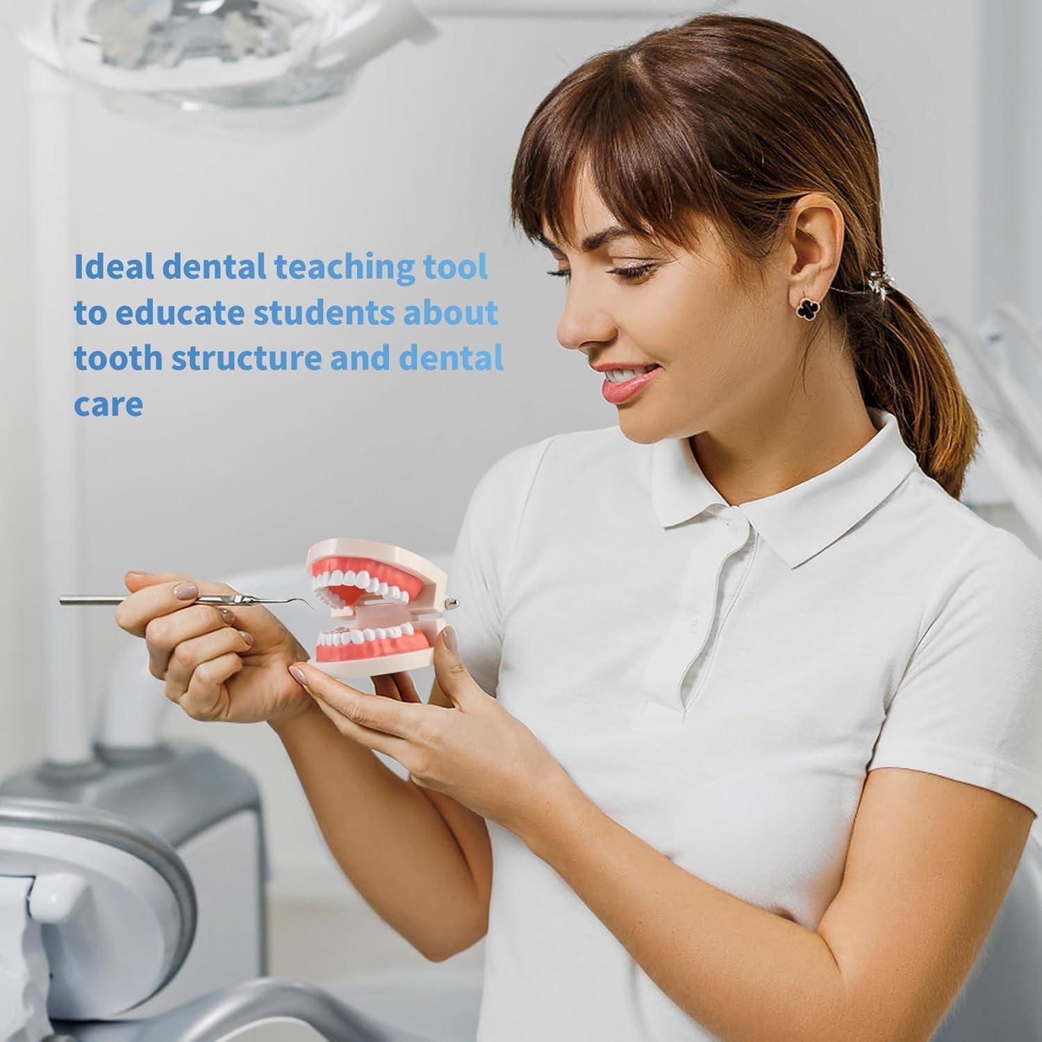 Modelo de Dientes Estándar Annhua para Adultos y Niños