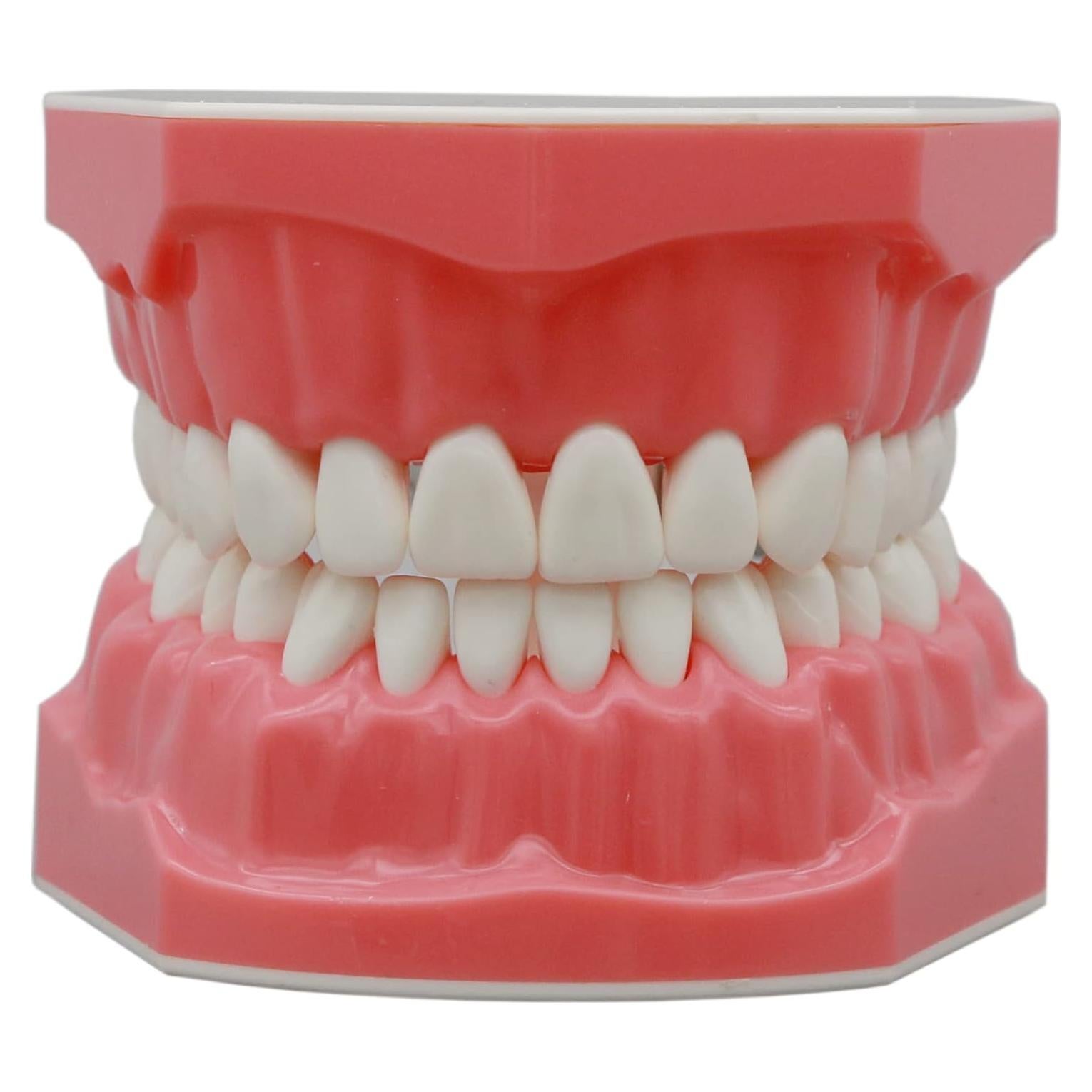 Modelo de Dientes Typodont Dental 1:1 DEBKSGEOTI para Enseñanza