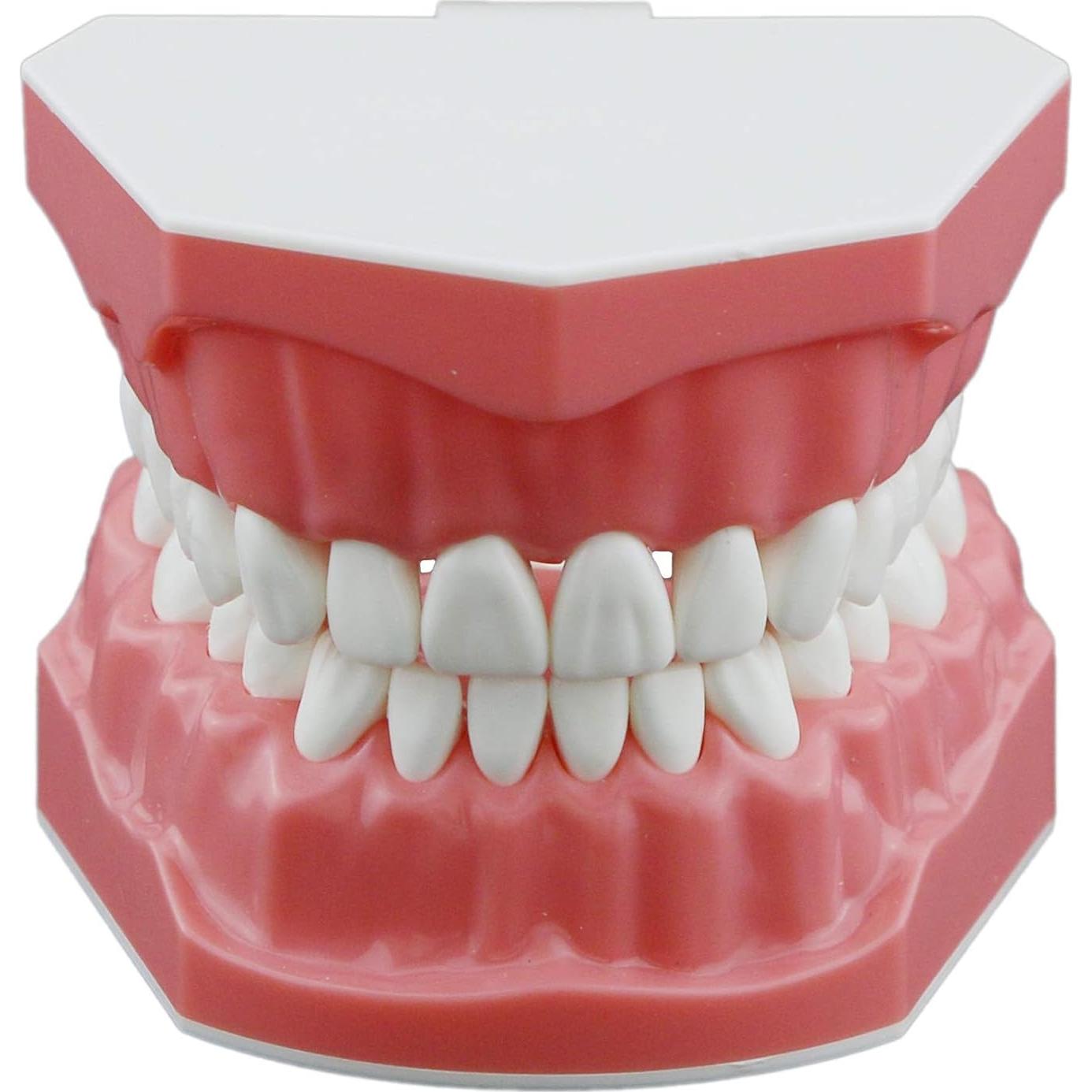 Modelo de Dientes Typodont Dental 1:1 DEBKSGEOTI para Enseñanza
