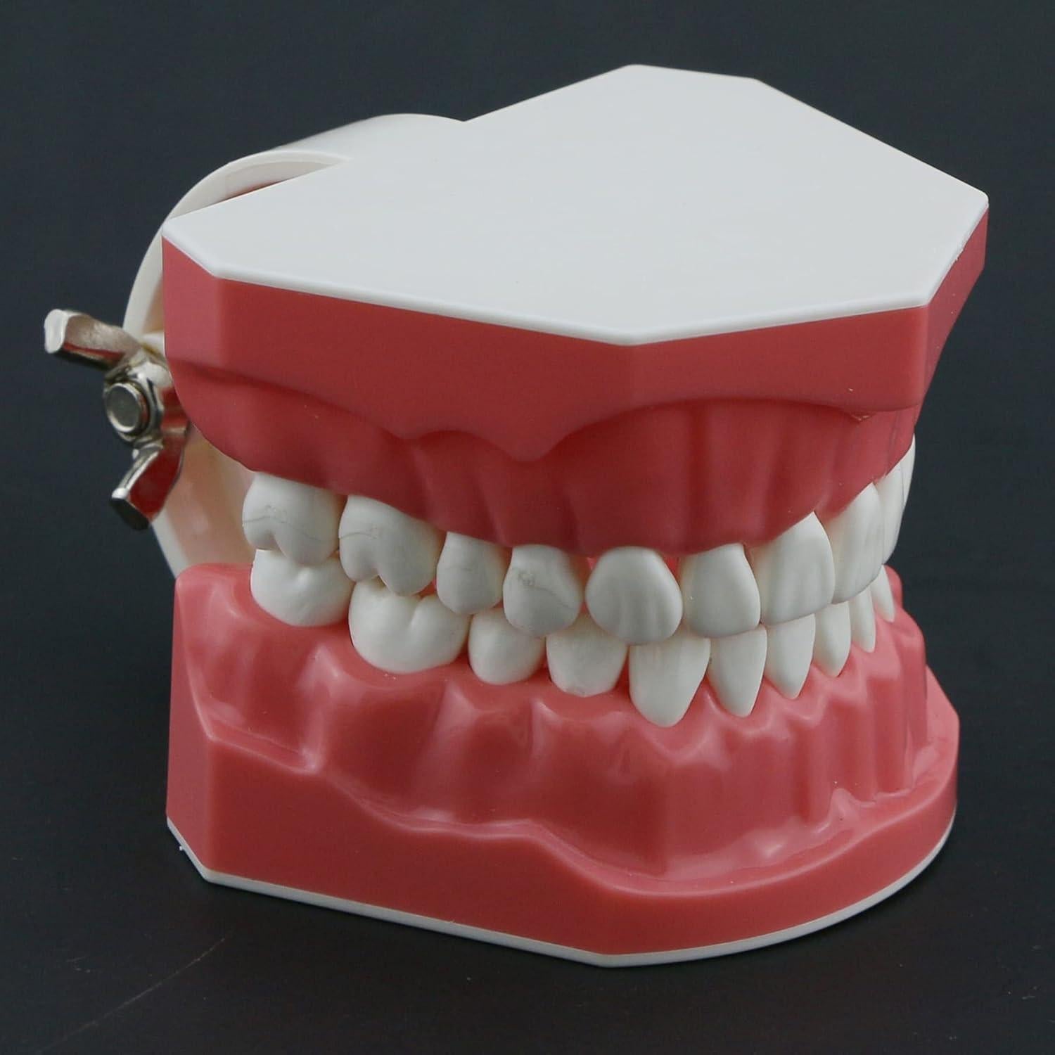 Modelo de Dientes Typodont Dental 1:1 DEBKSGEOTI para Enseñanza