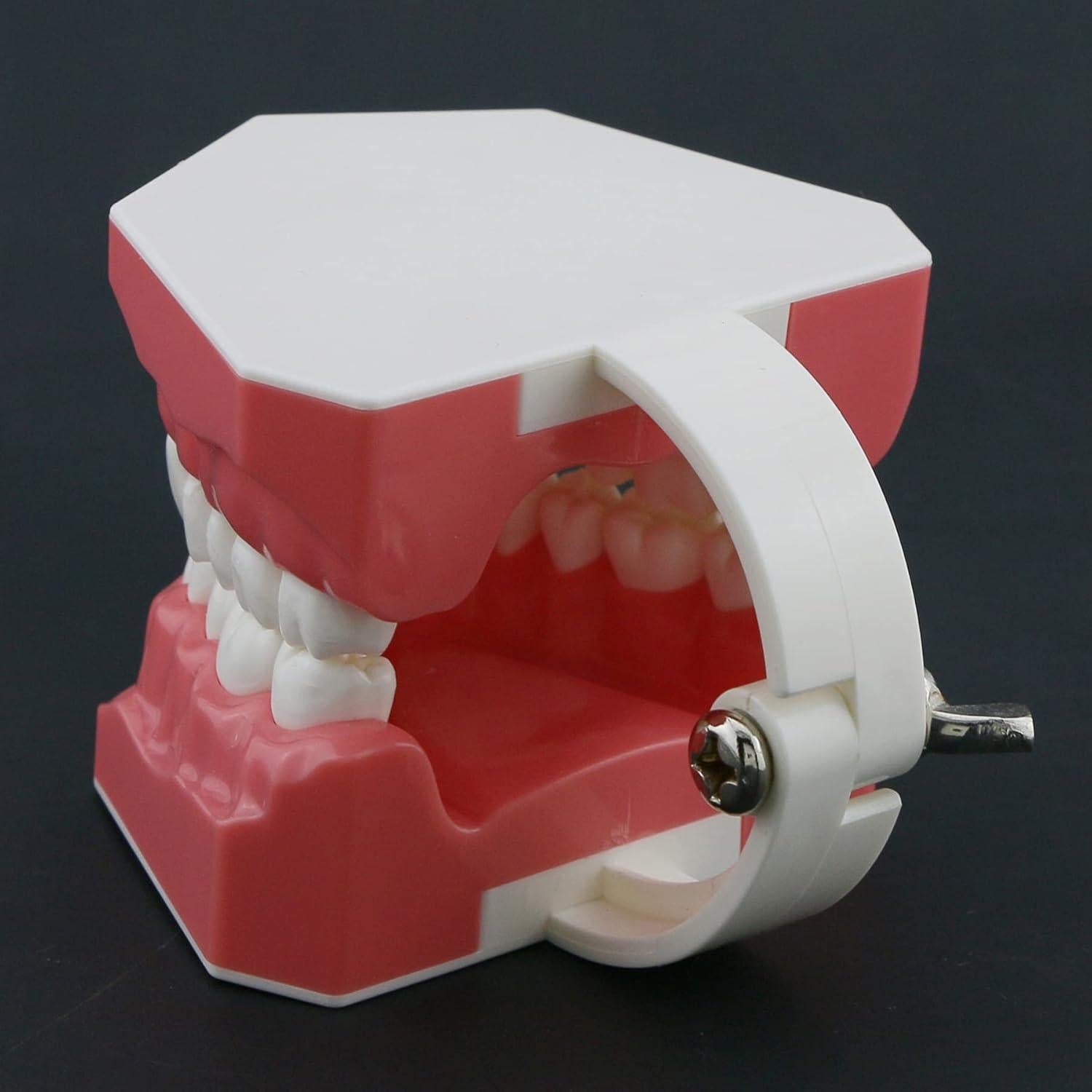 Modelo de Dientes Typodont Dental 1:1 DEBKSGEOTI para Enseñanza
