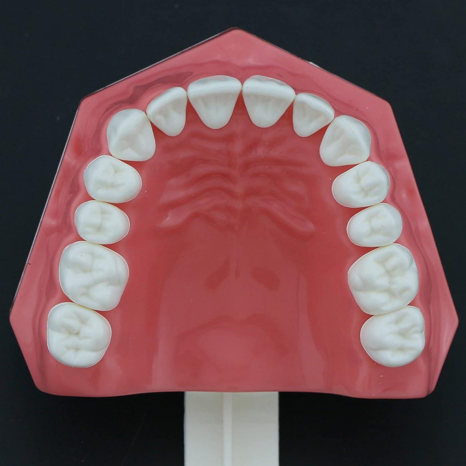 Modelo de Dientes Typodont Dental 1:1 DEBKSGEOTI para Enseñanza