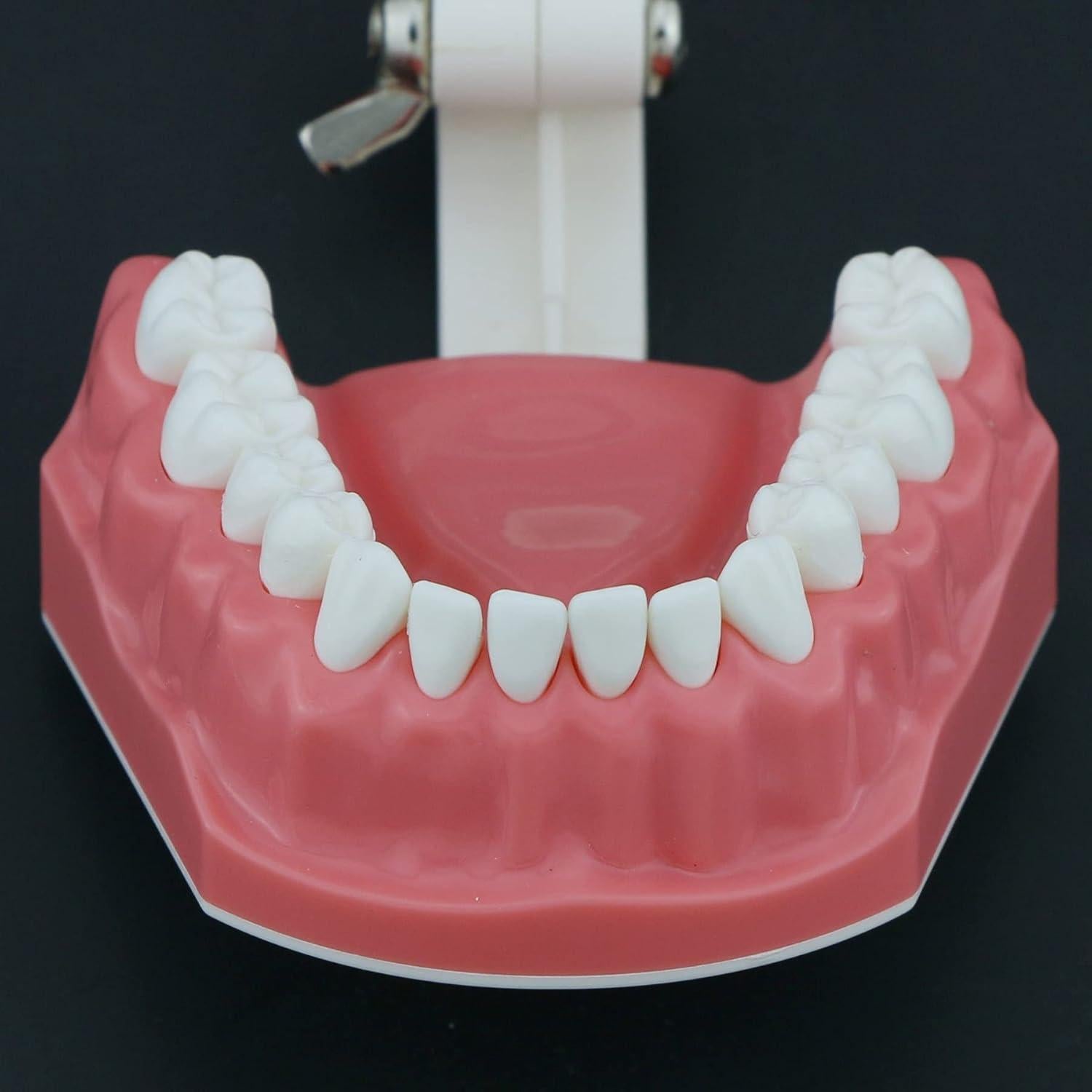 Modelo de Dientes Typodont Dental 1:1 DEBKSGEOTI para Enseñanza