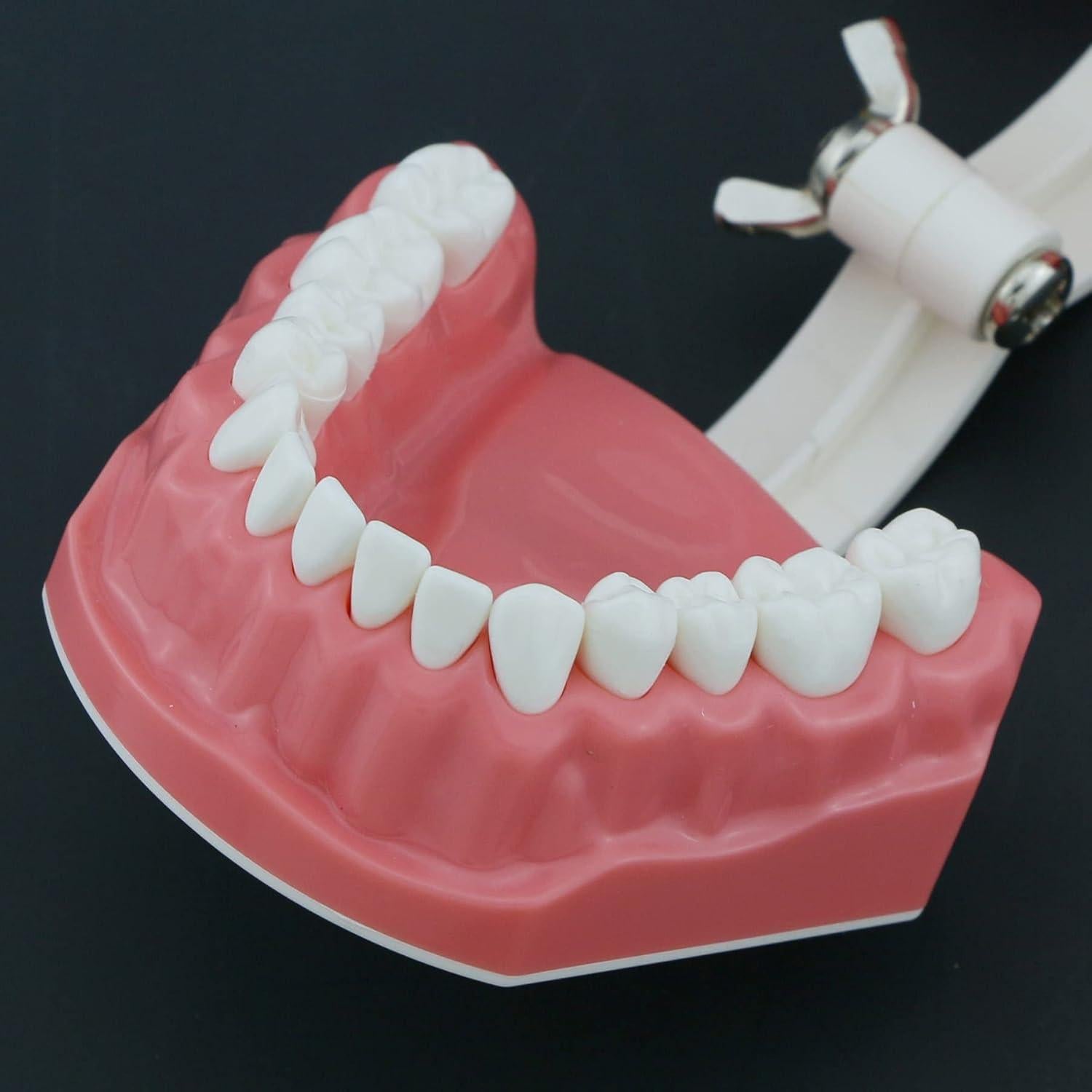 Modelo de Dientes Typodont Dental 1:1 DEBKSGEOTI para Enseñanza
